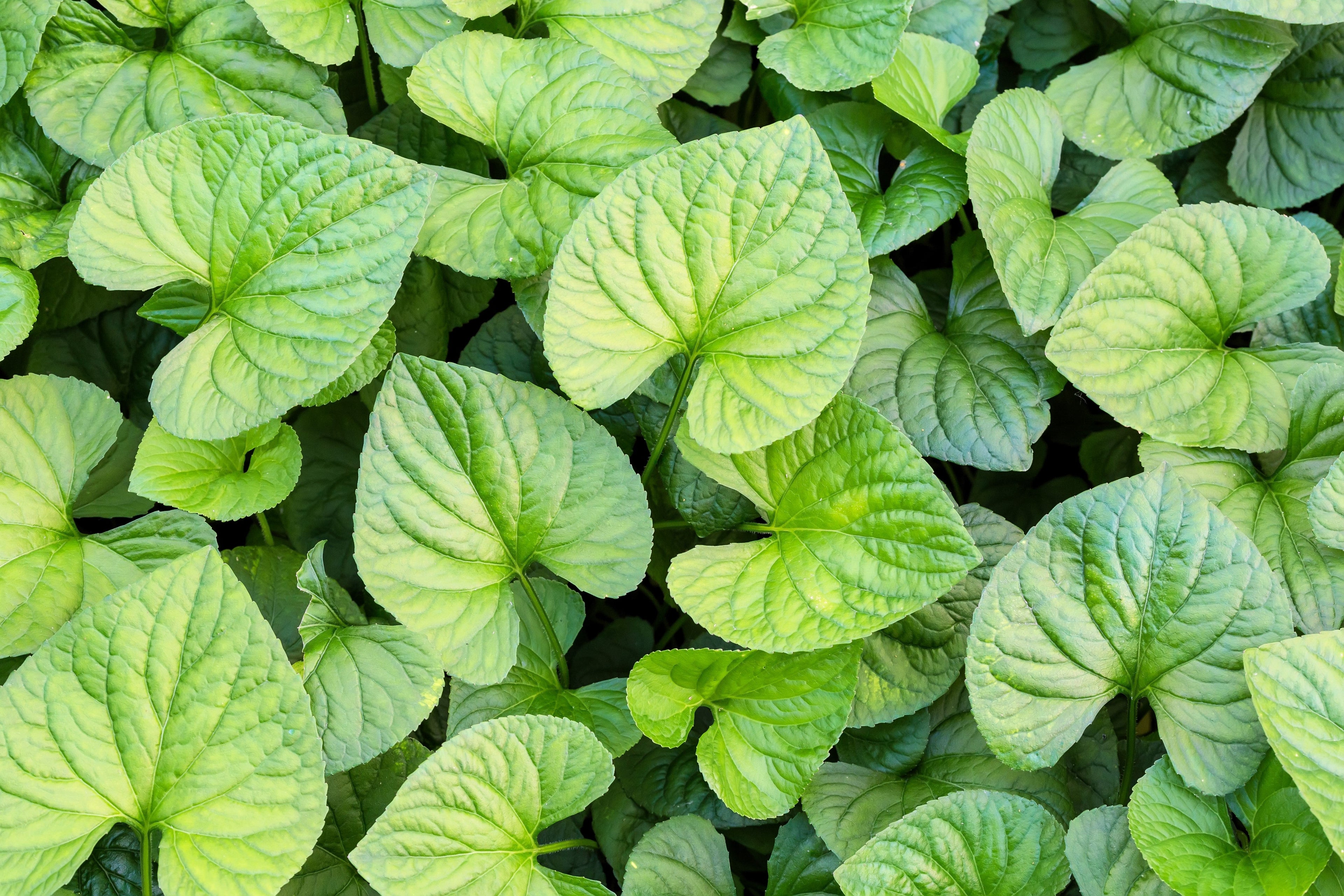 25 WILD GINGER Asarum Canadense Canadian Heart Snakeroot Flower Herb Seeds
