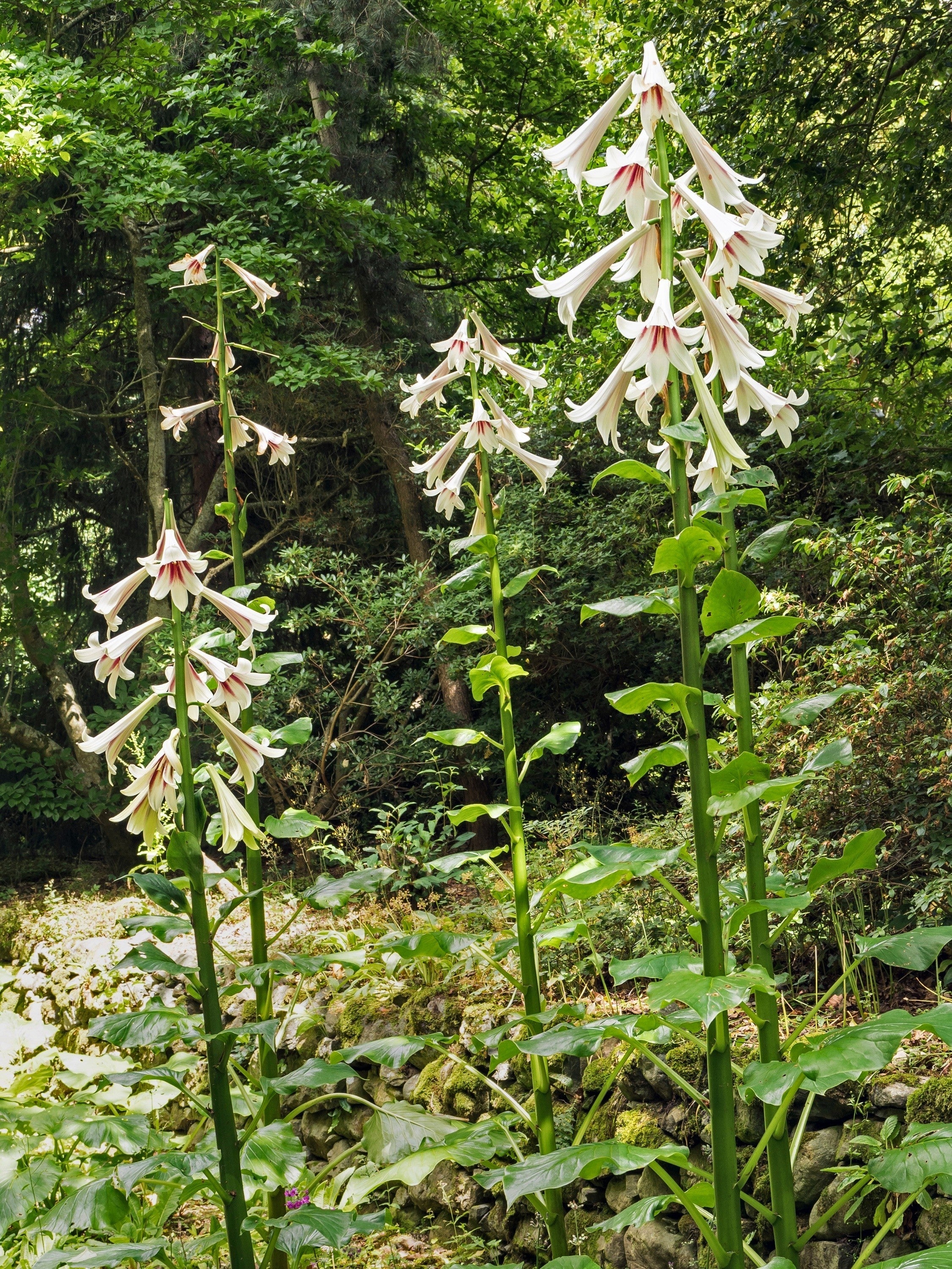 10 Seeds GIANT HIMALAYAN LILY Cardiocrinum Giganteum White & Red Shade Flower