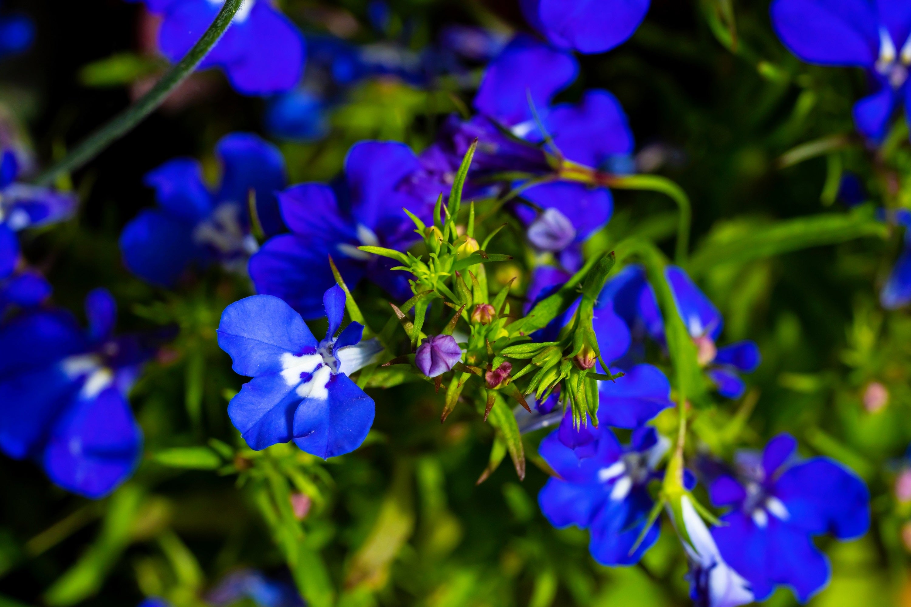 200 Electric Blue & White HALF MOON LOBELIA Erinus Flower Seeds