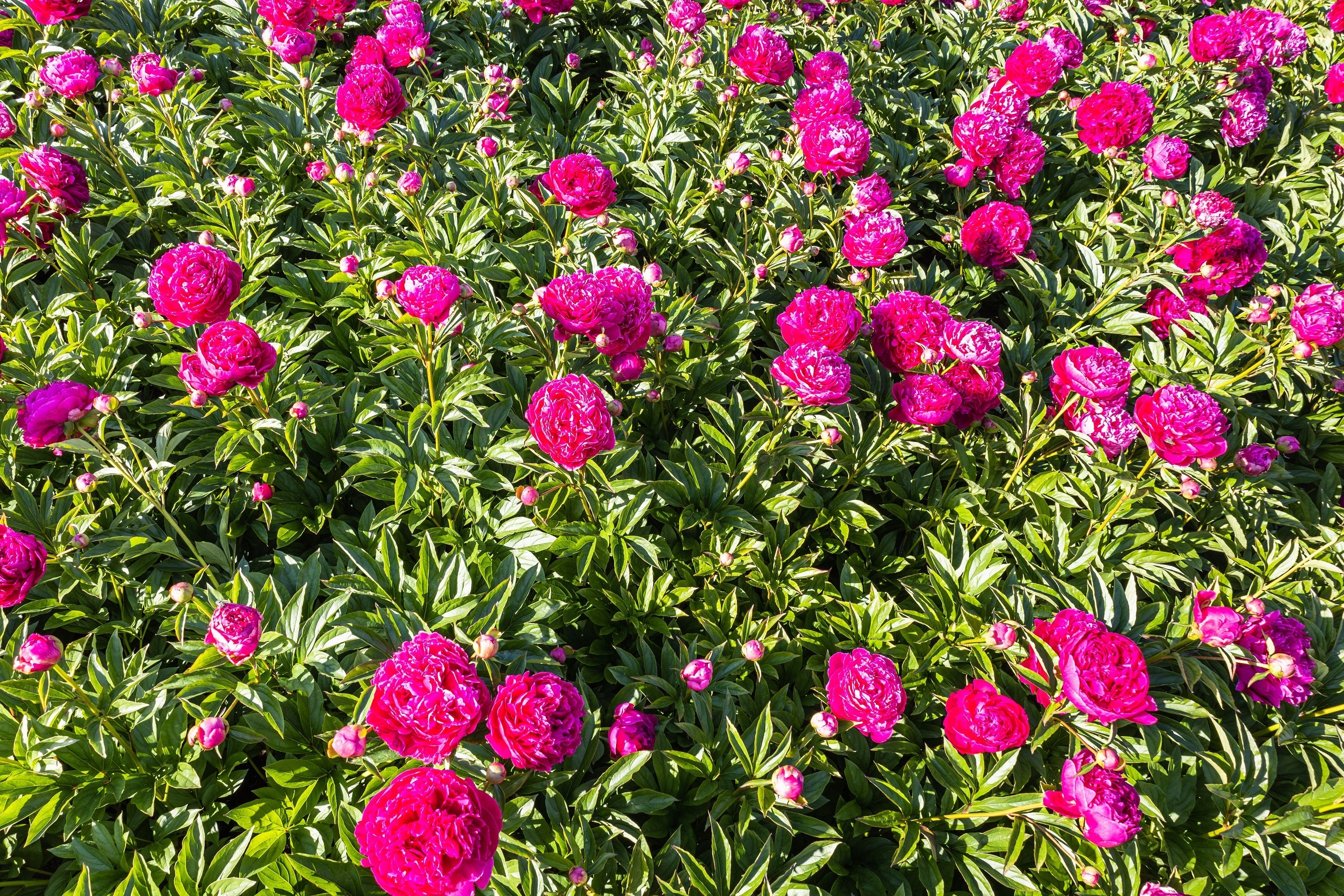 10 TREE PEONY Mountain Paeony Paeonia Suffruticosa Arborea Mixed Colors Red Pink White Purple Yellow Bicolor Flower Shrub Seeds