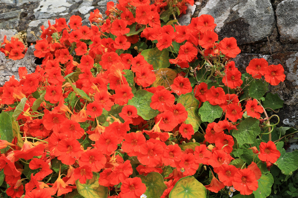 25 Dwarf RED EMPRESS NASTURTIUM Tropaeolum Majus Nanum Hummingbird Flower Seeds