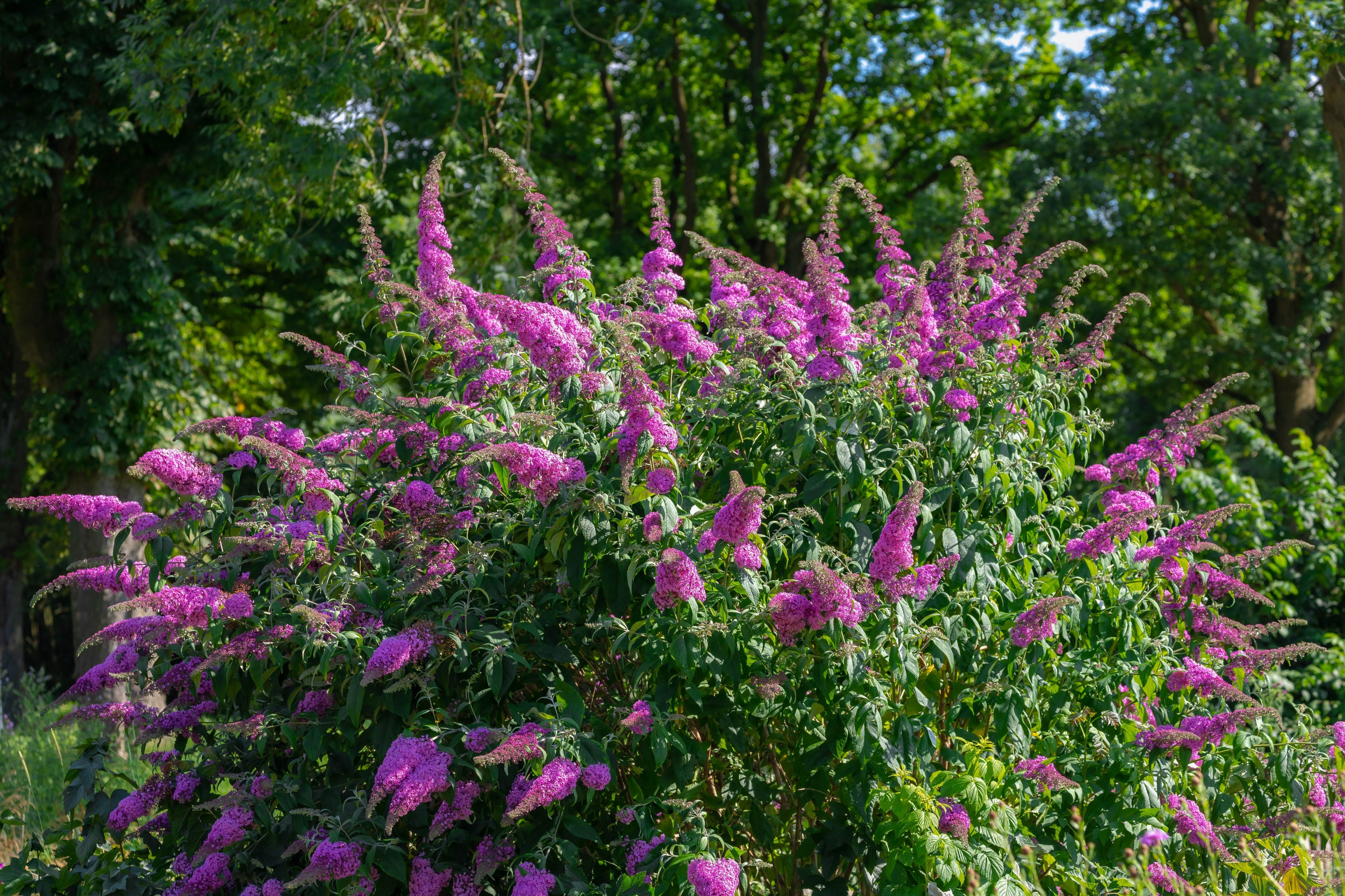 50 VIOLET BUTTERFLY BUSH Buddleja Davidii Purple Flower Seeds