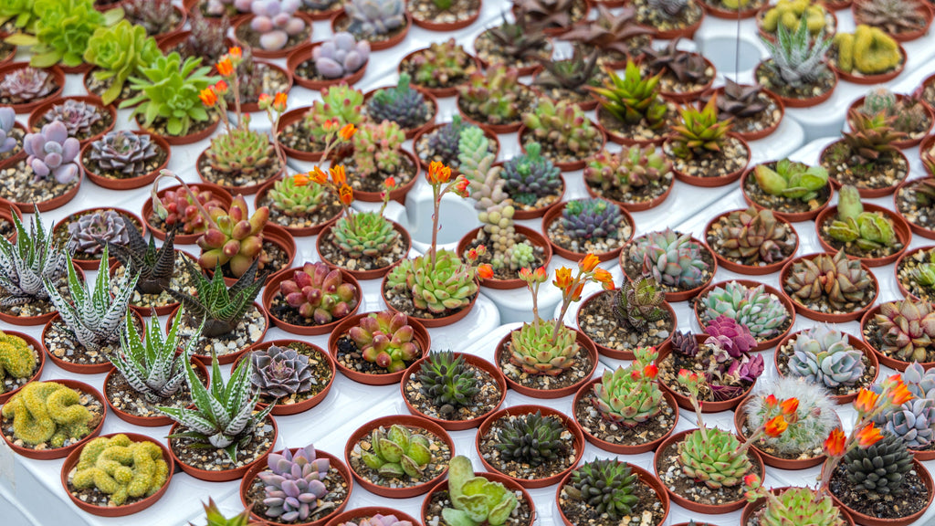 50 CACTUS MIX 'Finest Mixed' Succulent Flower Plant Seeds
