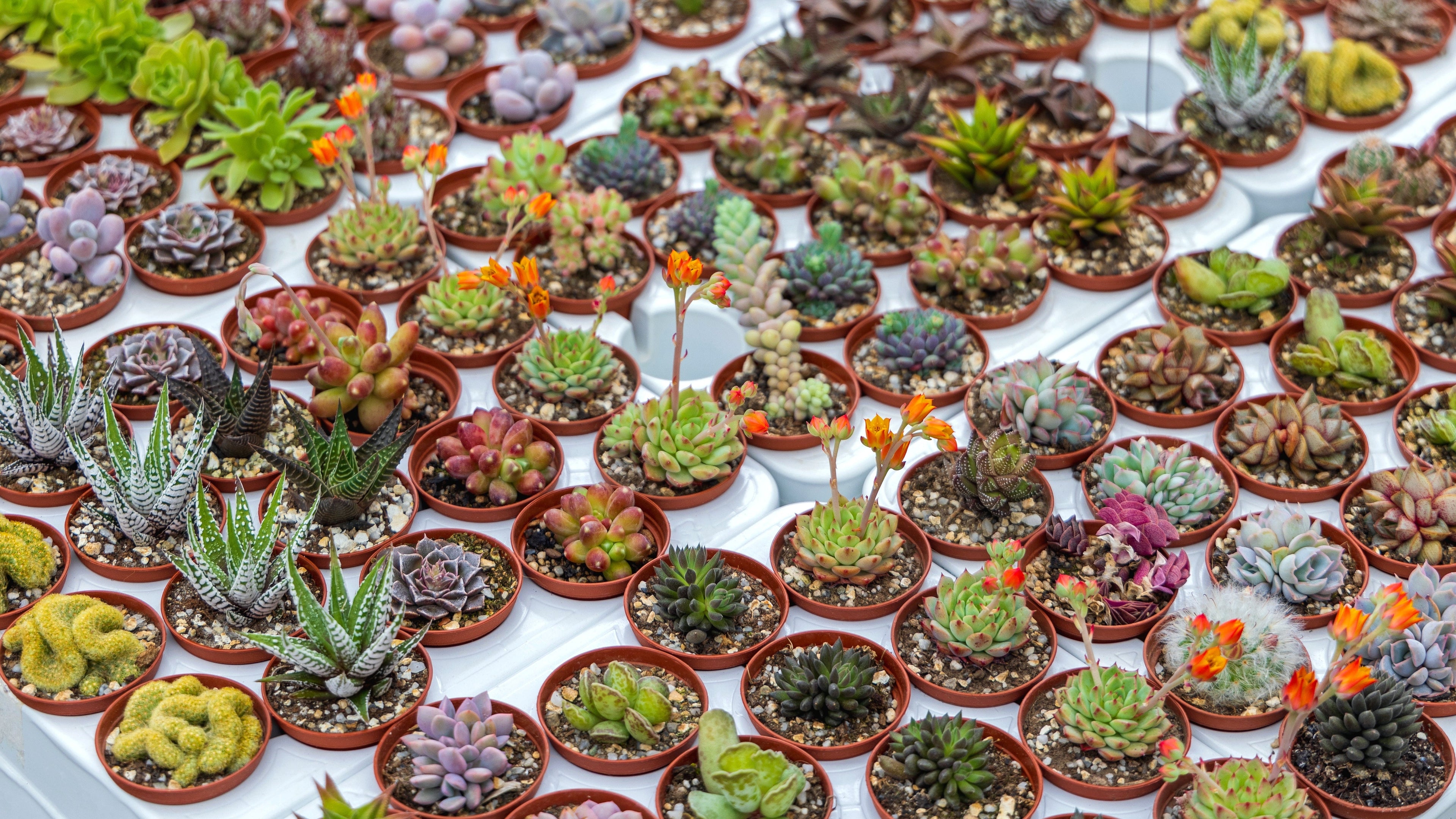 50 CACTUS MIX 'Finest Mixed' Succulent Flower Plant Seeds