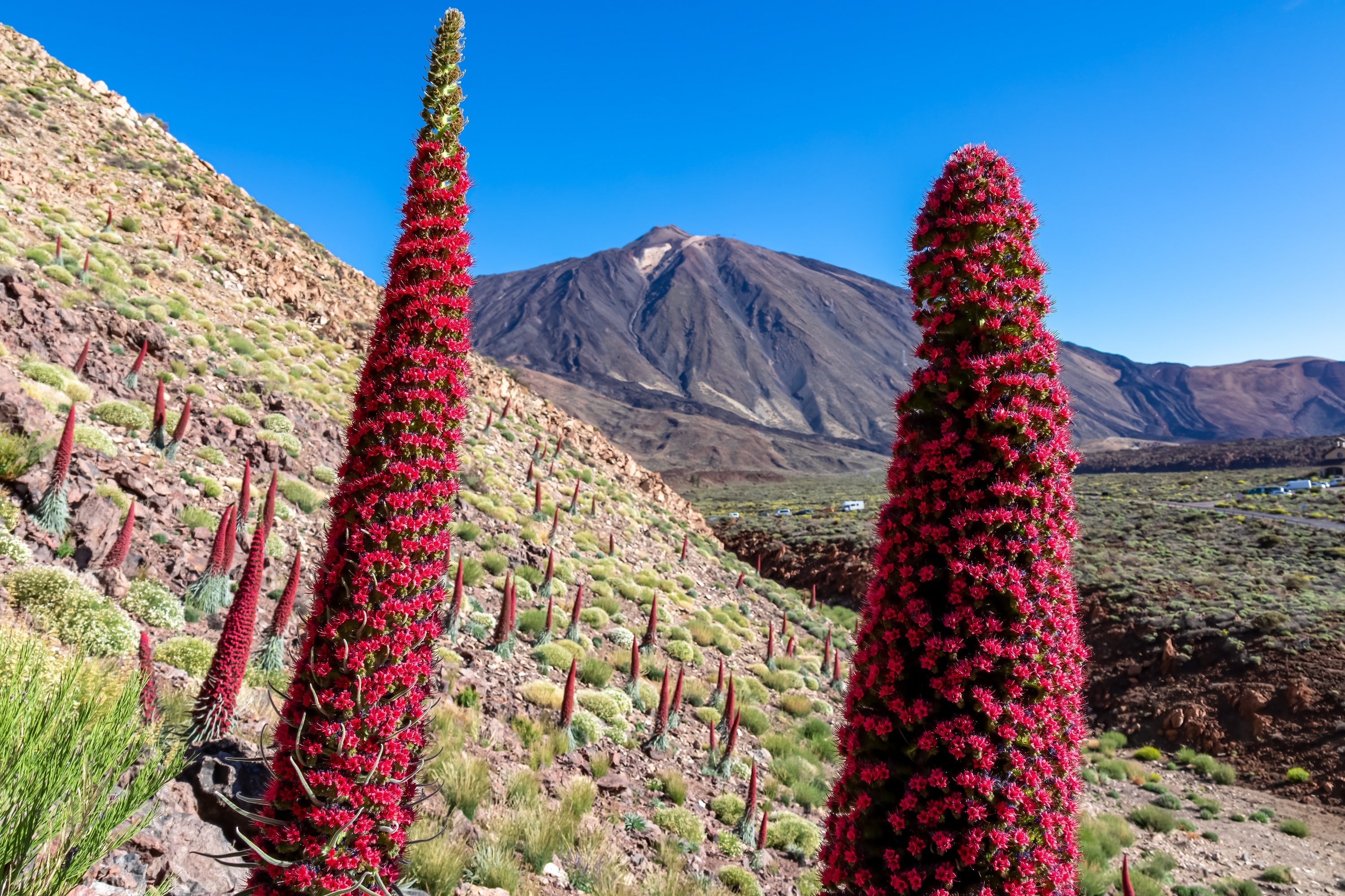 25 TOWER OF JEWELS Red Bugloss Echium Wildpretii Ruby Hummingbird Flower Seeds