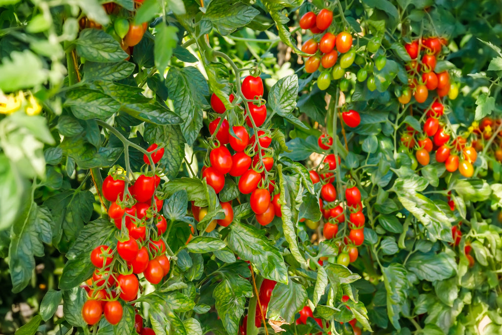 500 ITALIAN ROMA TOMATO Lycopersicon Lycopersicum Fruit Vegetable Seeds