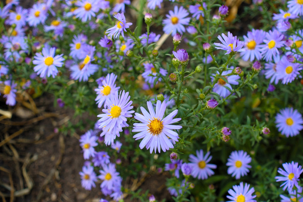 50 Blue RICE BUTTON ASTER Dumosus Flower Seeds