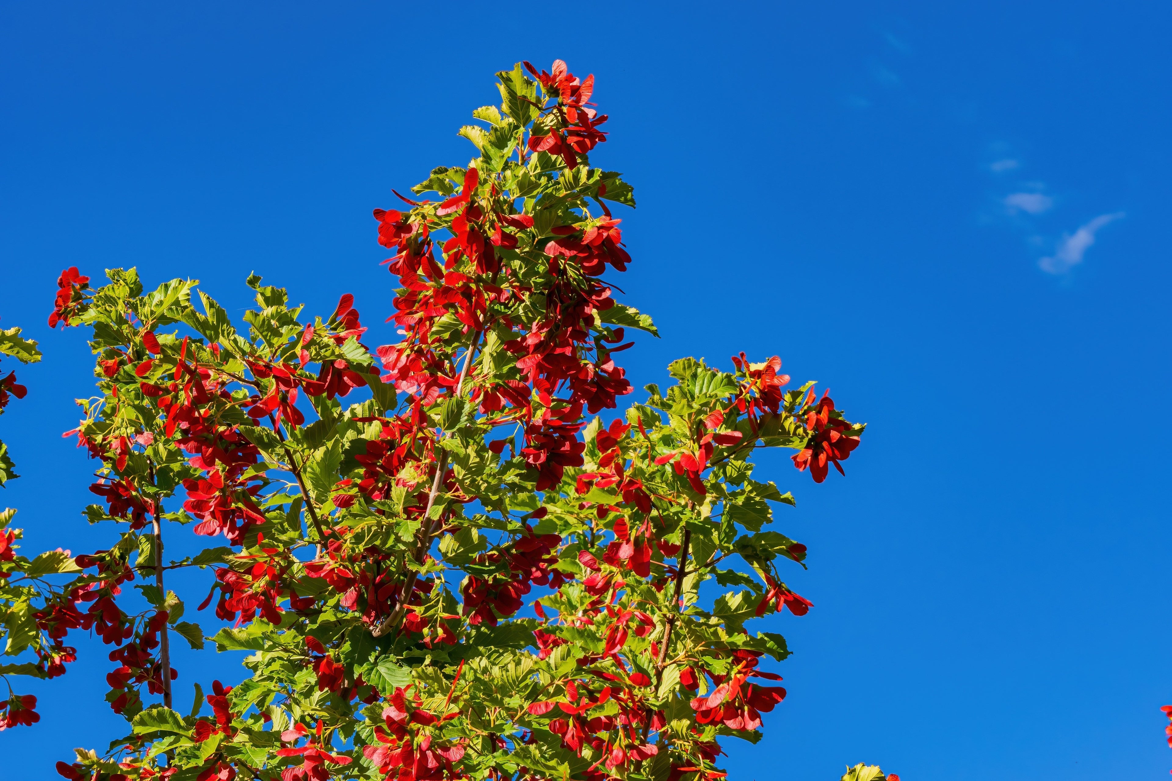 20 Tatarian FLAME MAPLE TREE Red Acer Tataricum Seeds
