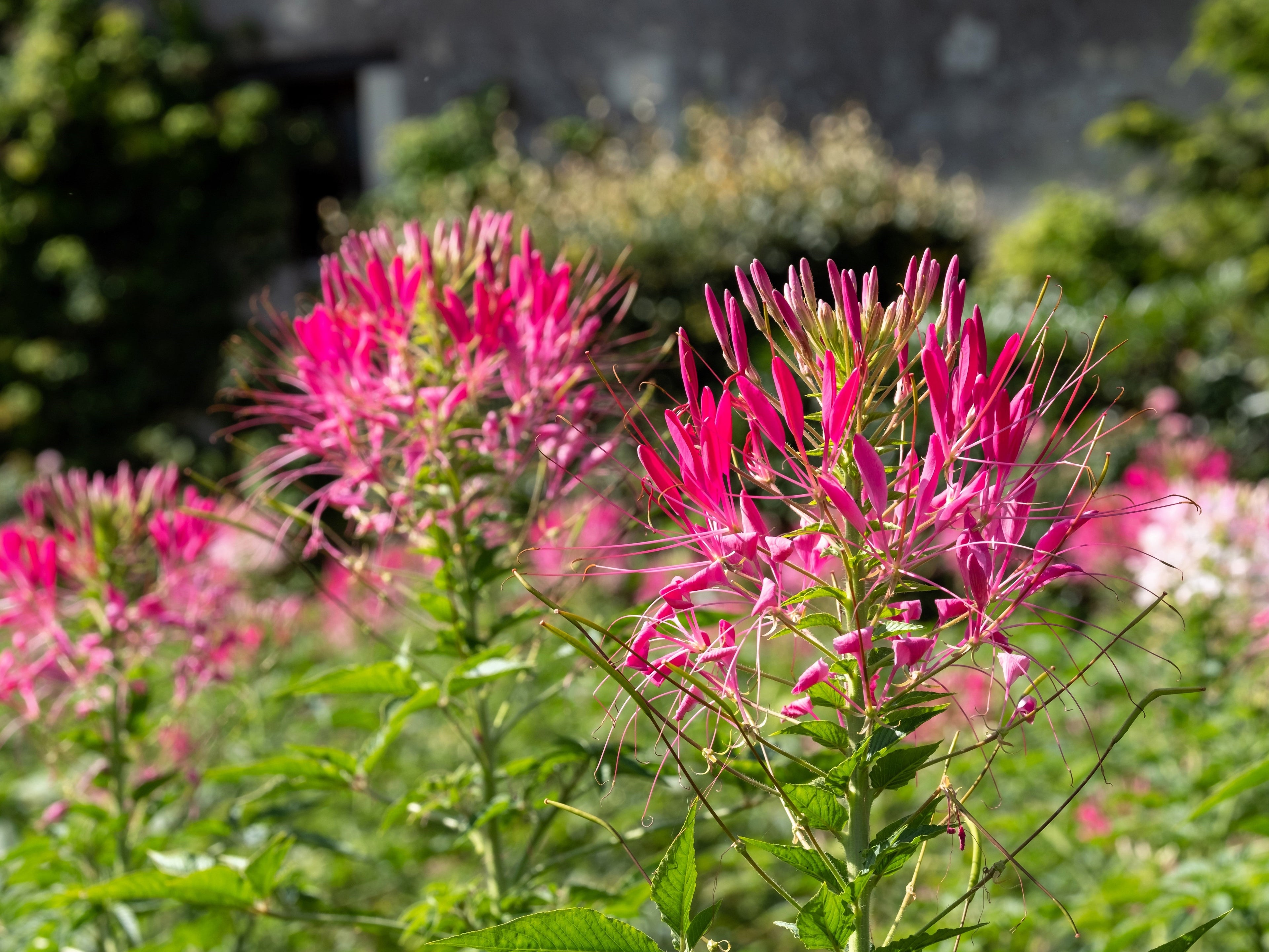 200 CHERRY QUEEN CLEOME Spinosa Hassleriana Carmine Rose Spider Flower Seeds