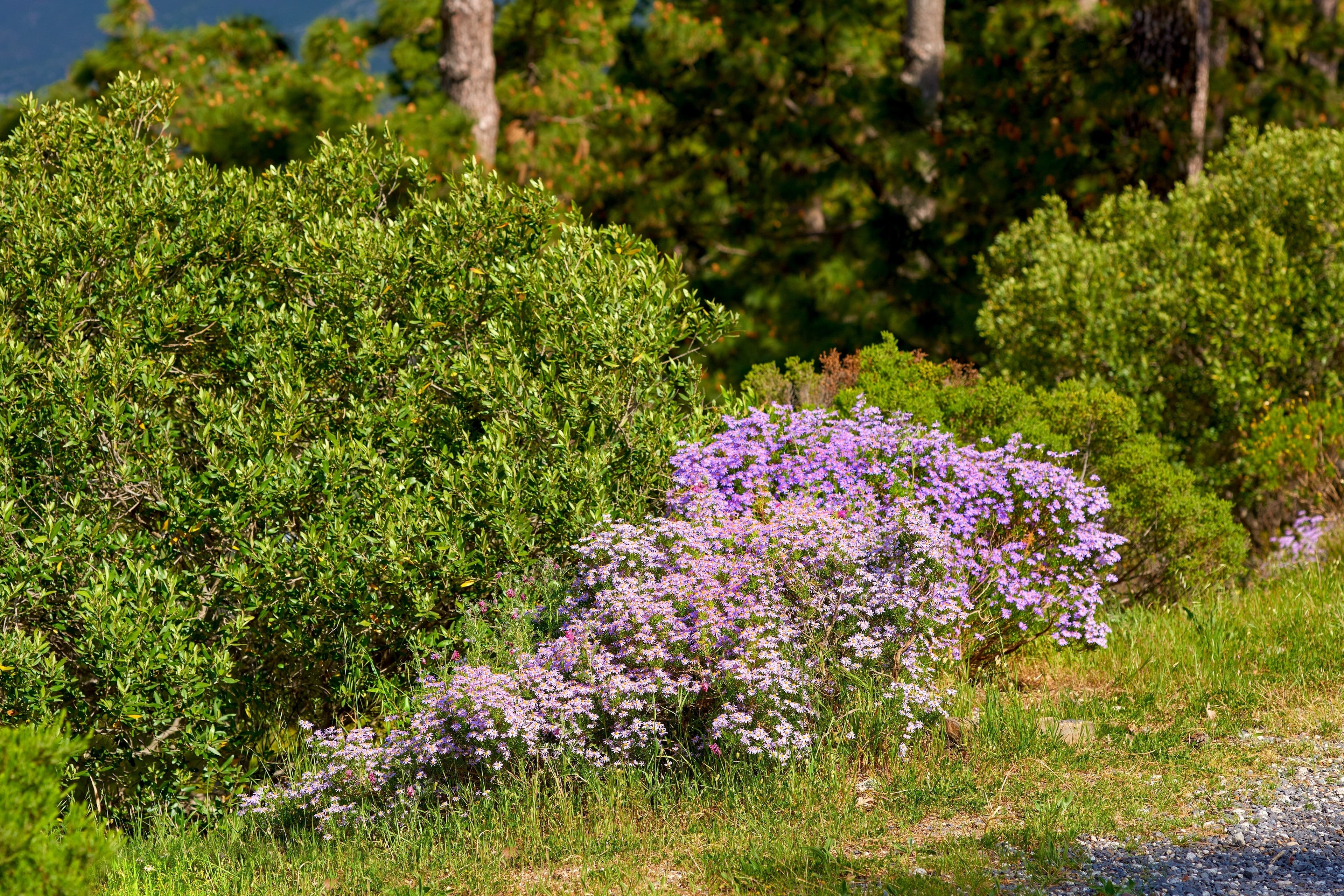 200 Purple Mix SWAN RIVER DAISY Brachyscome Iberidifolia Flower Seeds