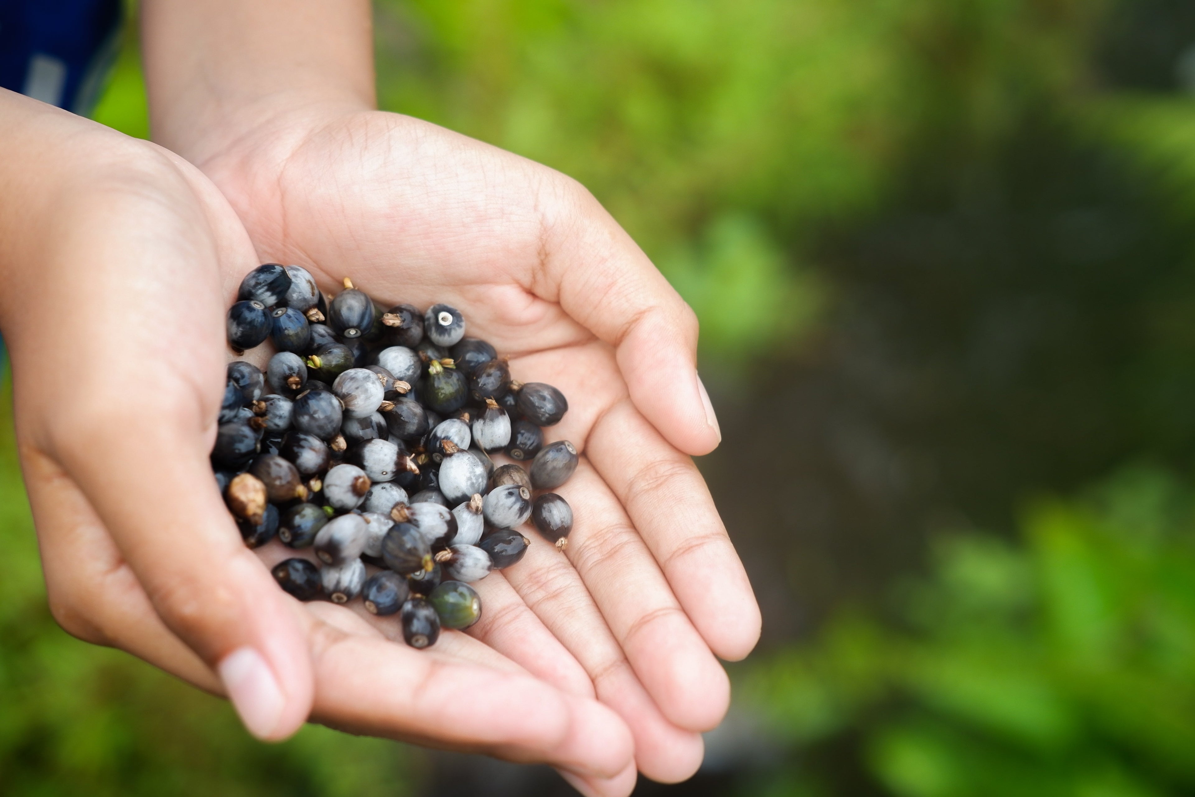 20 JOBS TEARS (Jobi / Coix / Yi Yi Ren / Junos Tears) Coix Lacryma Vegetable Seeds
