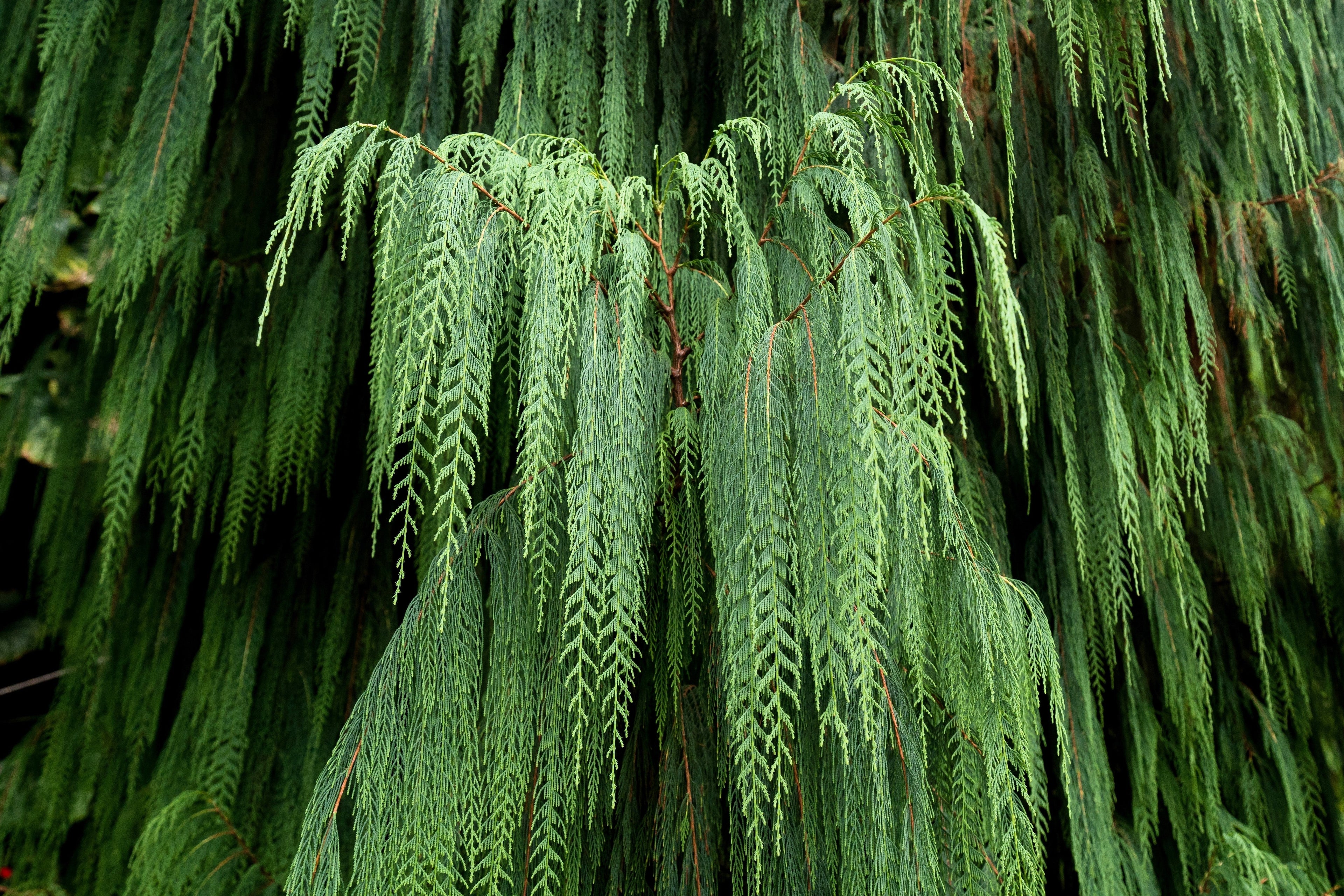 30 Kashmir WEEPING CYPRESS TREE Cupressus Cashmeriana Blue Evergreen Seeds