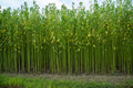 100 TOSSA JUTE Mallow Corchorus Olitorius African Sorrel Bush Okra Twine Vegetable Seeds