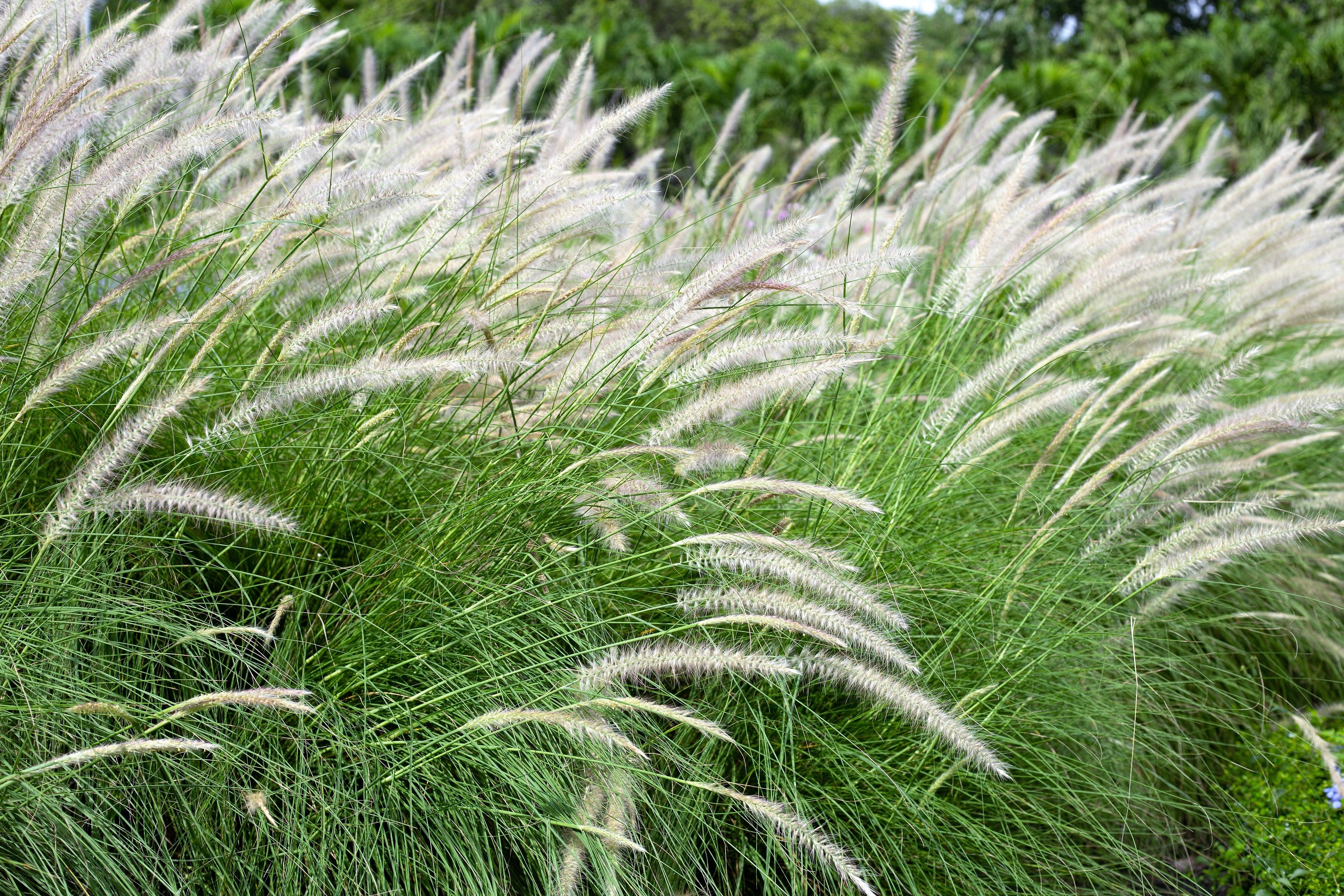 25 DWARF FOUNTAIN GRASS Pennisetum Alopecuroides Hardy Ornamental White Plume Seeds