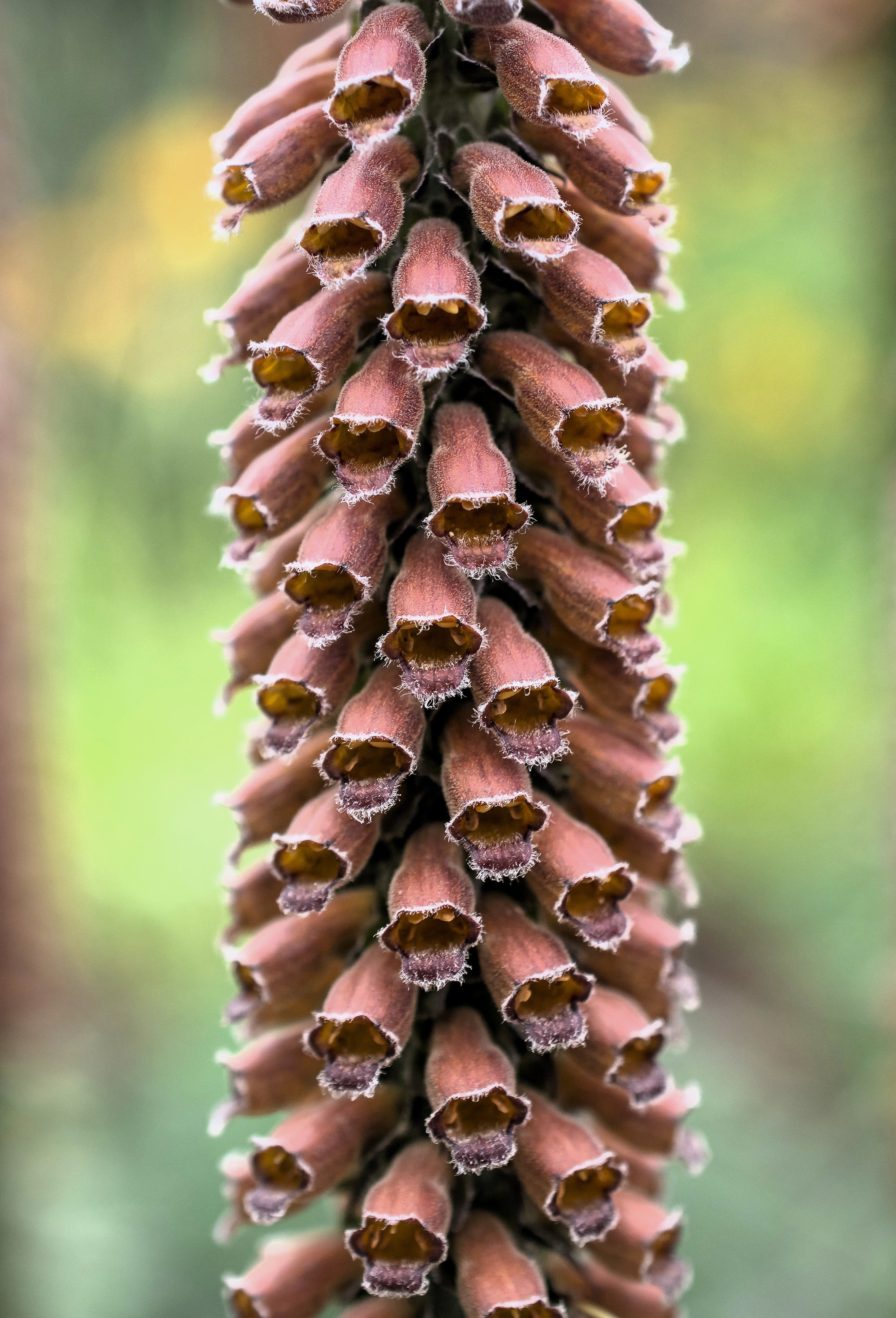 20 MILK CHOCOLATE FOXGLOVE Spanish Digitalis Parviflora Red Brown Flower Seeds