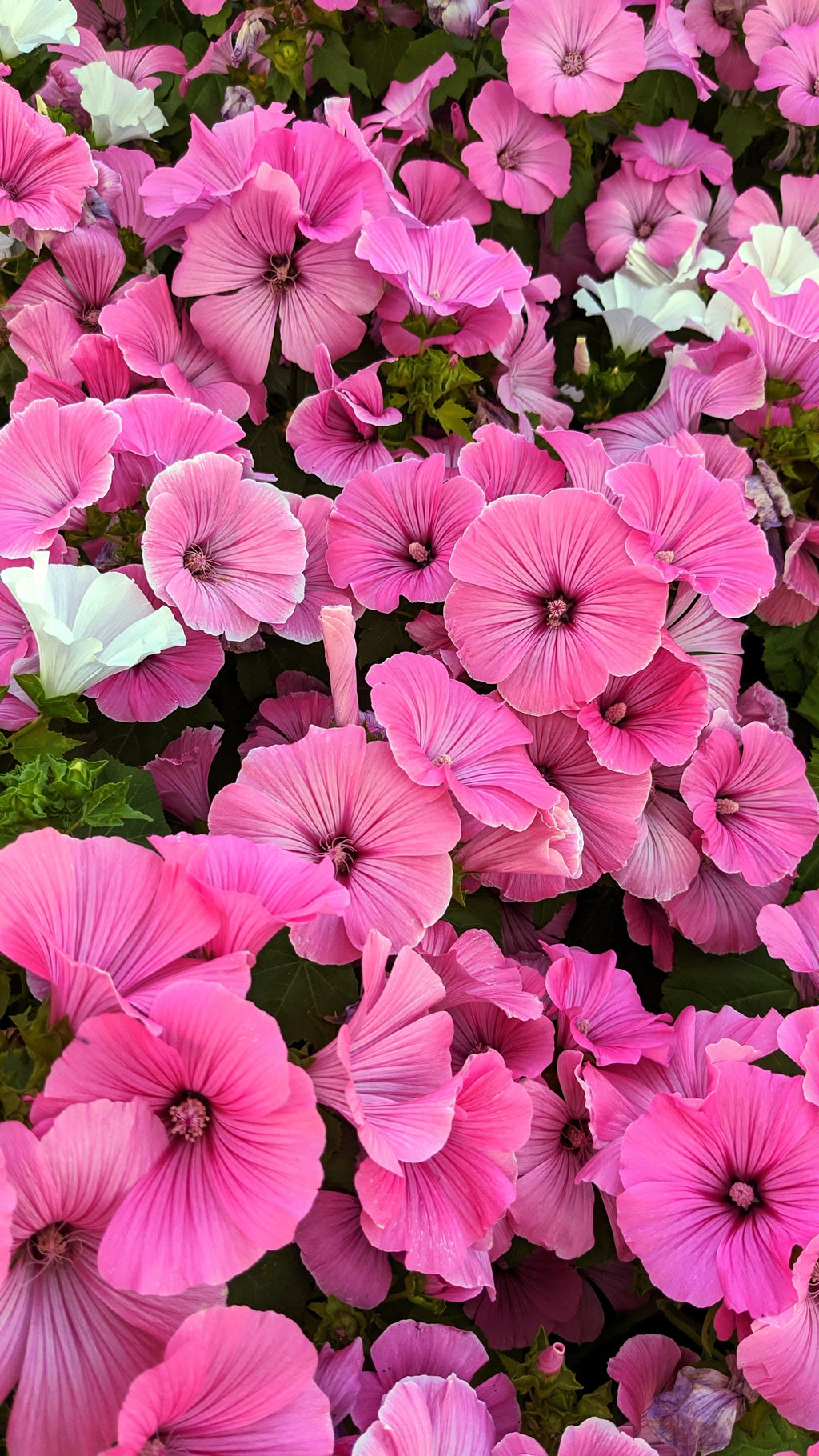 200 ROSE MALLOW MIX (Bush Mallow) Hibiscus Lavatera Trimestris Flower Seeds