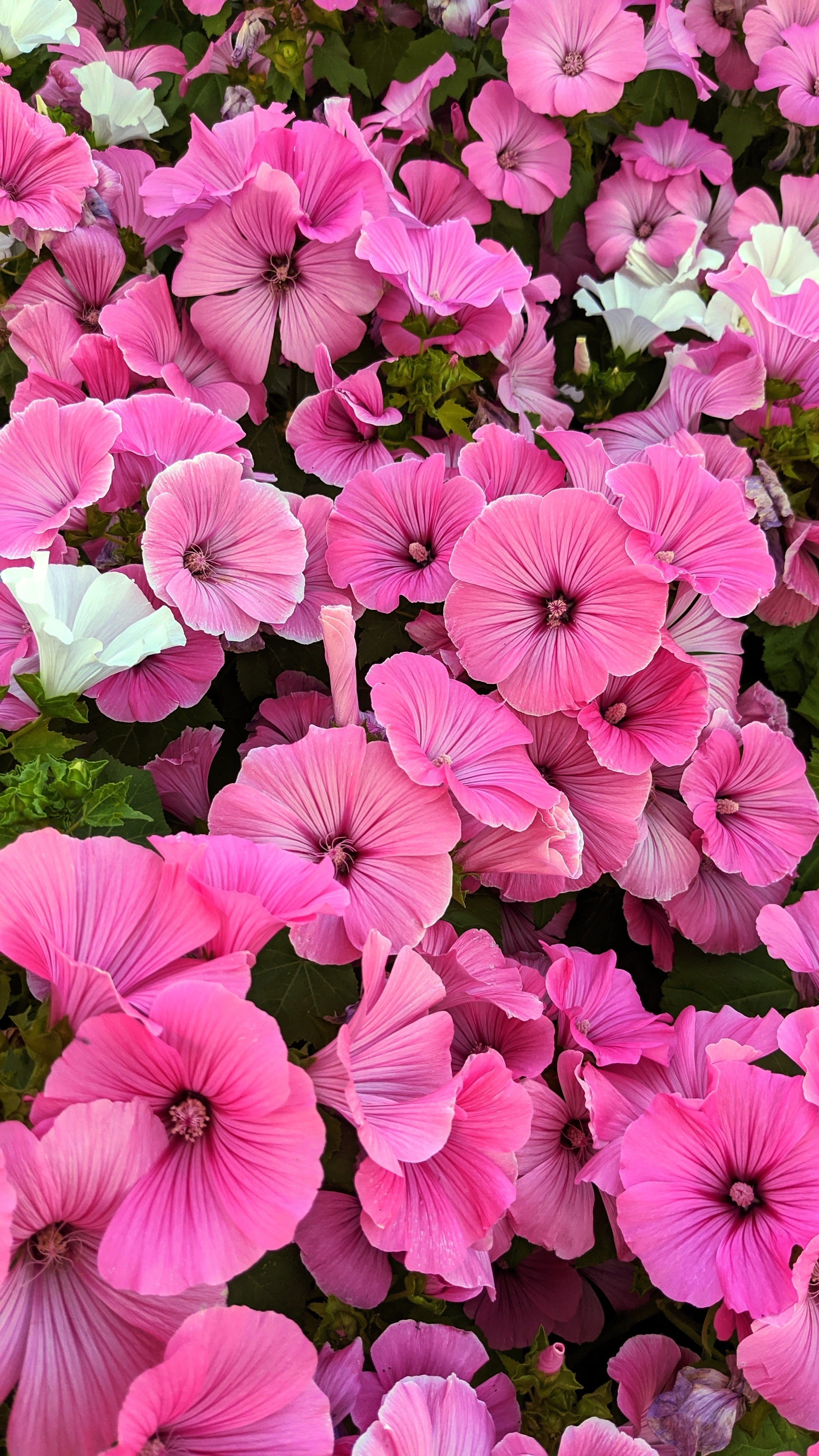 200 ROSE MALLOW MIX (Bush Mallow) Hibiscus Lavatera Trimestris Flower Seeds