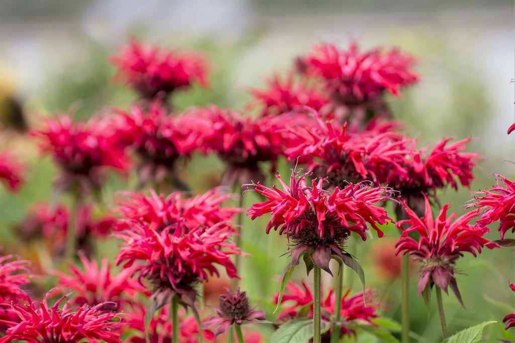 10 Panorama RED BEE BALM Monarda Didyma Oswego Tea Herb Flower Seeds