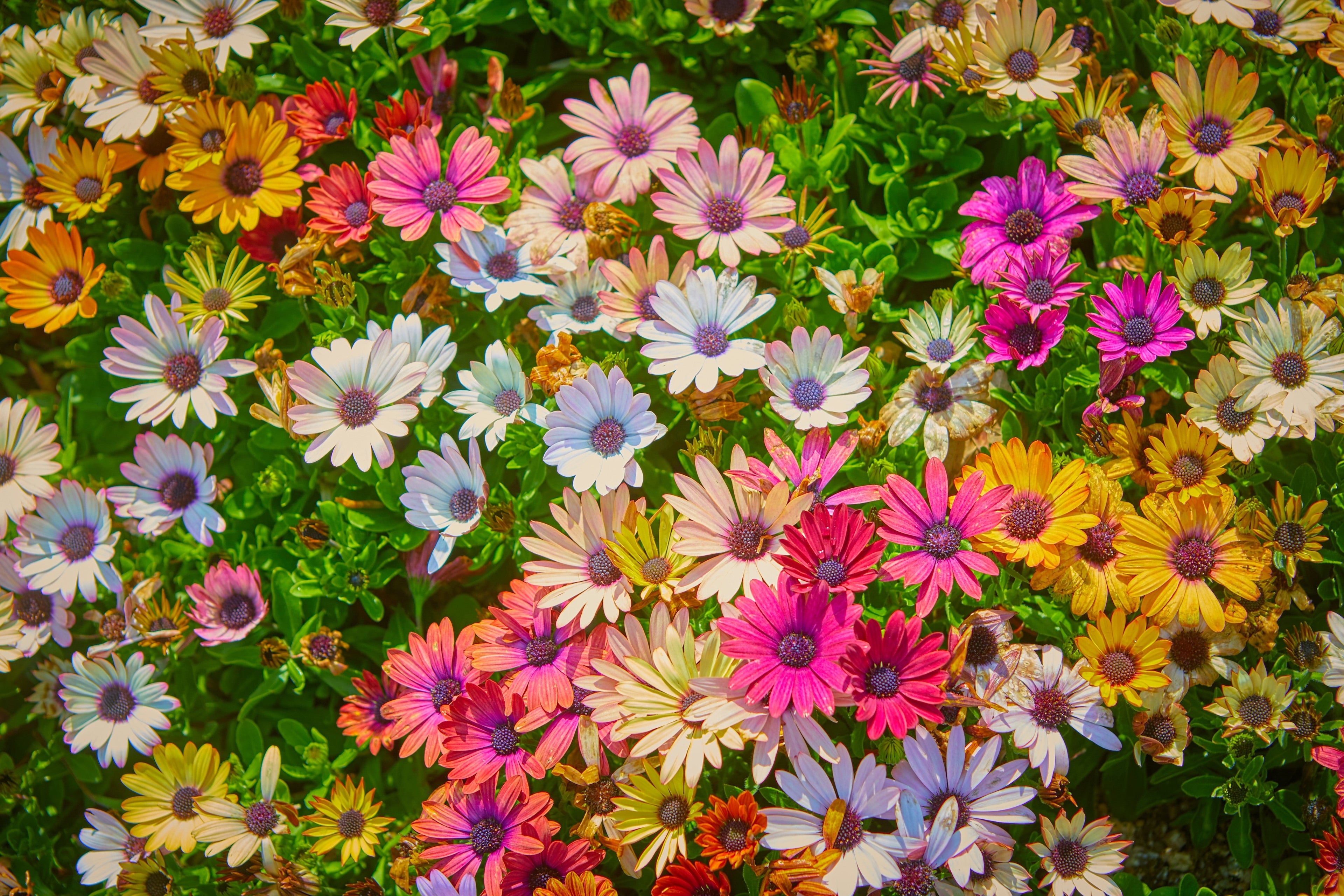 20 MIXED COLORS OSTEOSPERMUM Ecklonis African Cape Daisy Flower Seeds