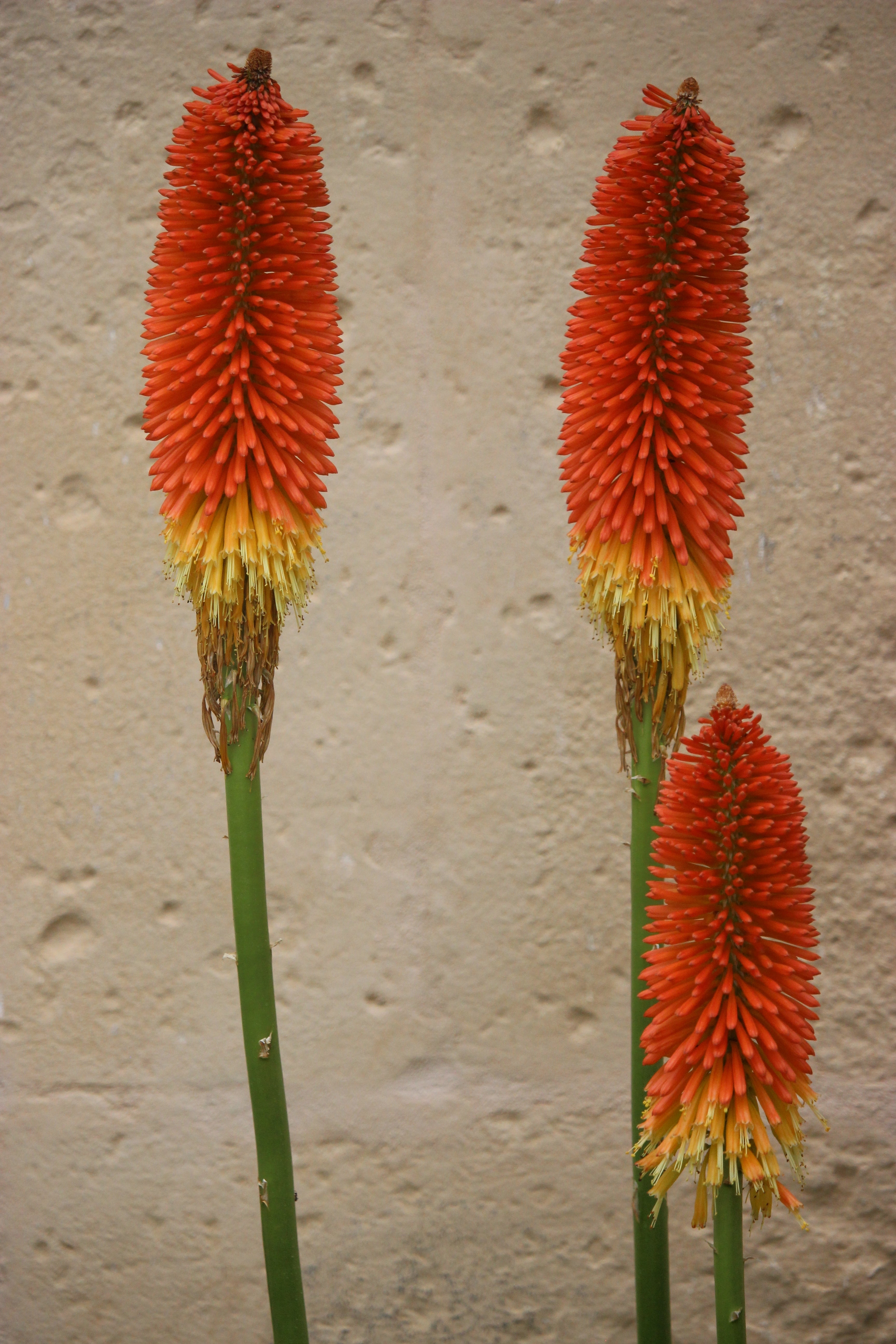 50 TORCH LILY Red Hot Poker / Tritoma / Kniphofia Uvaria Flower Seeds