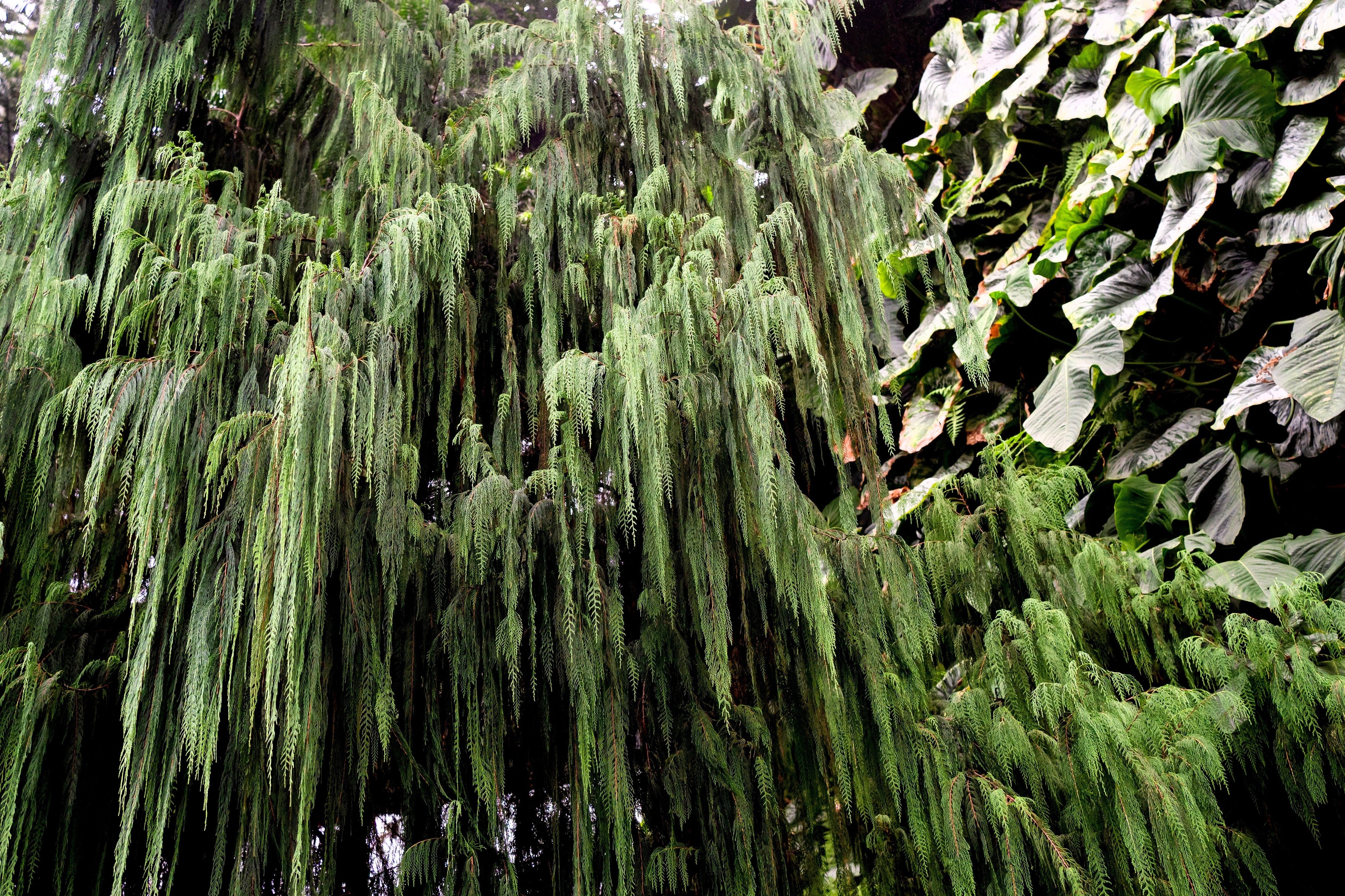 30 Kashmir WEEPING CYPRESS TREE Cupressus Cashmeriana Blue Evergreen Seeds