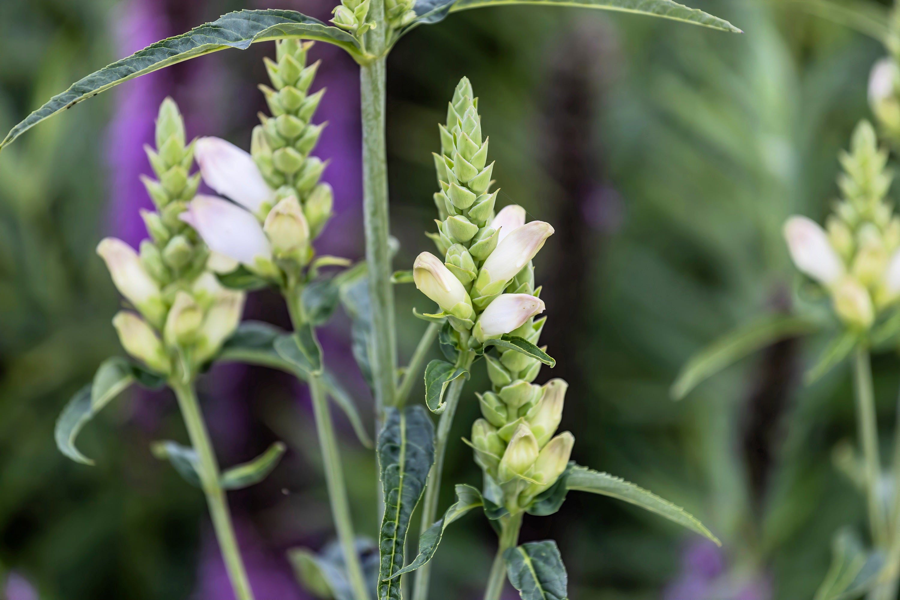 50 WHITE TURTLEHEAD Chelone Glabra Flower Seeds