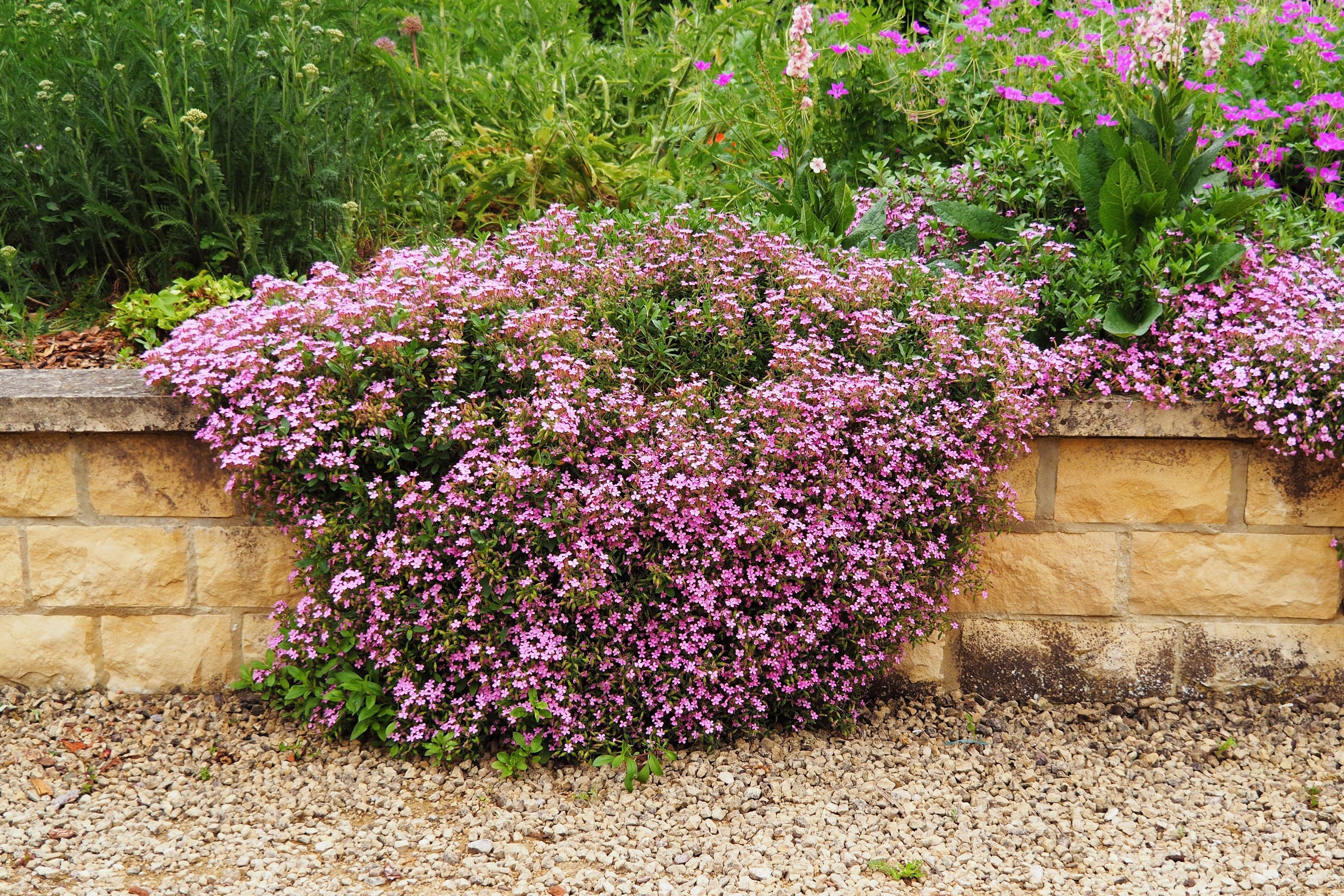 500 PINK ROCK SOAPWORT Saponaria Ocymoides Flower Seeds