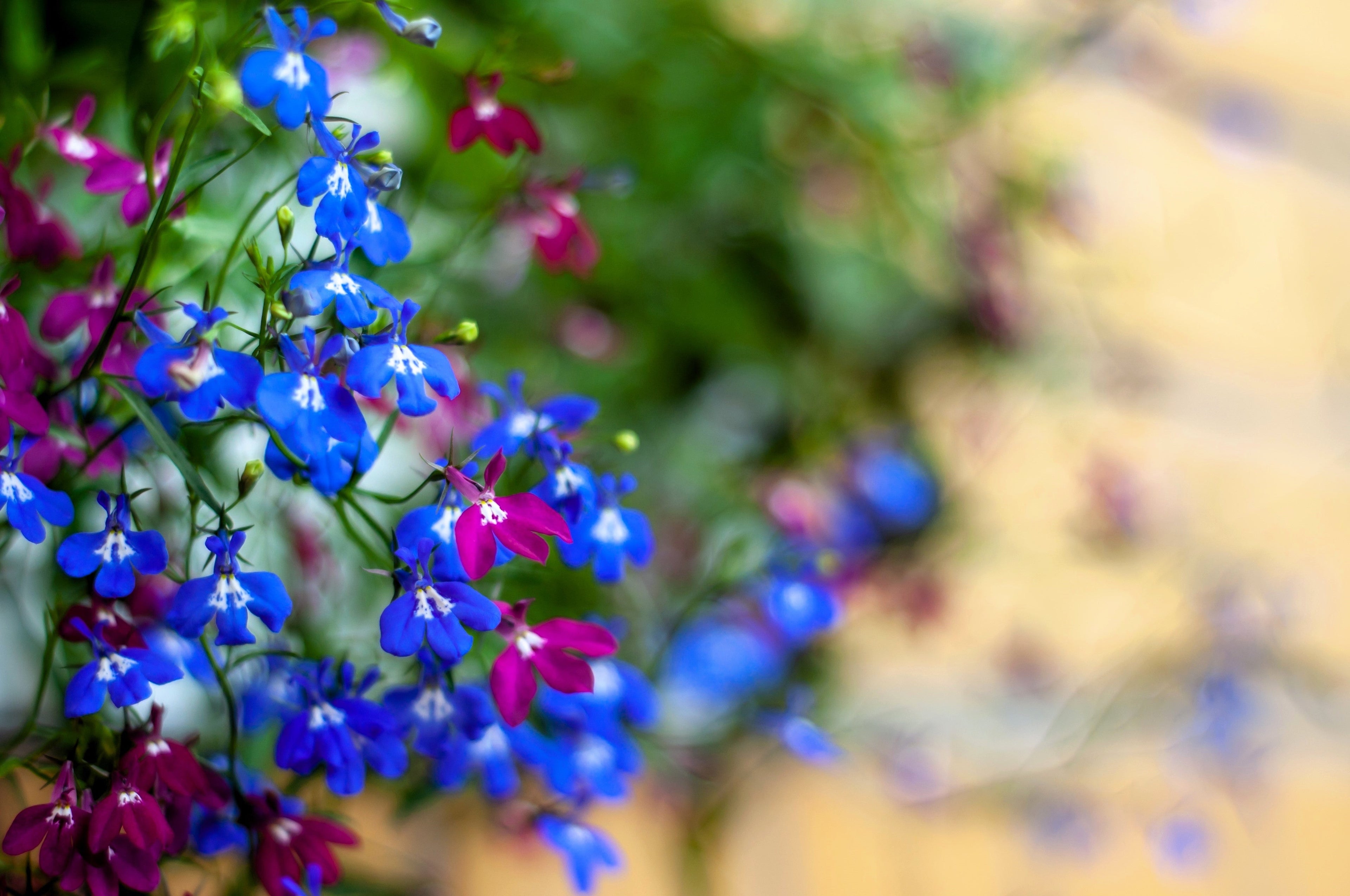 200 Electric Blue & White HALF MOON LOBELIA Erinus Flower Seeds