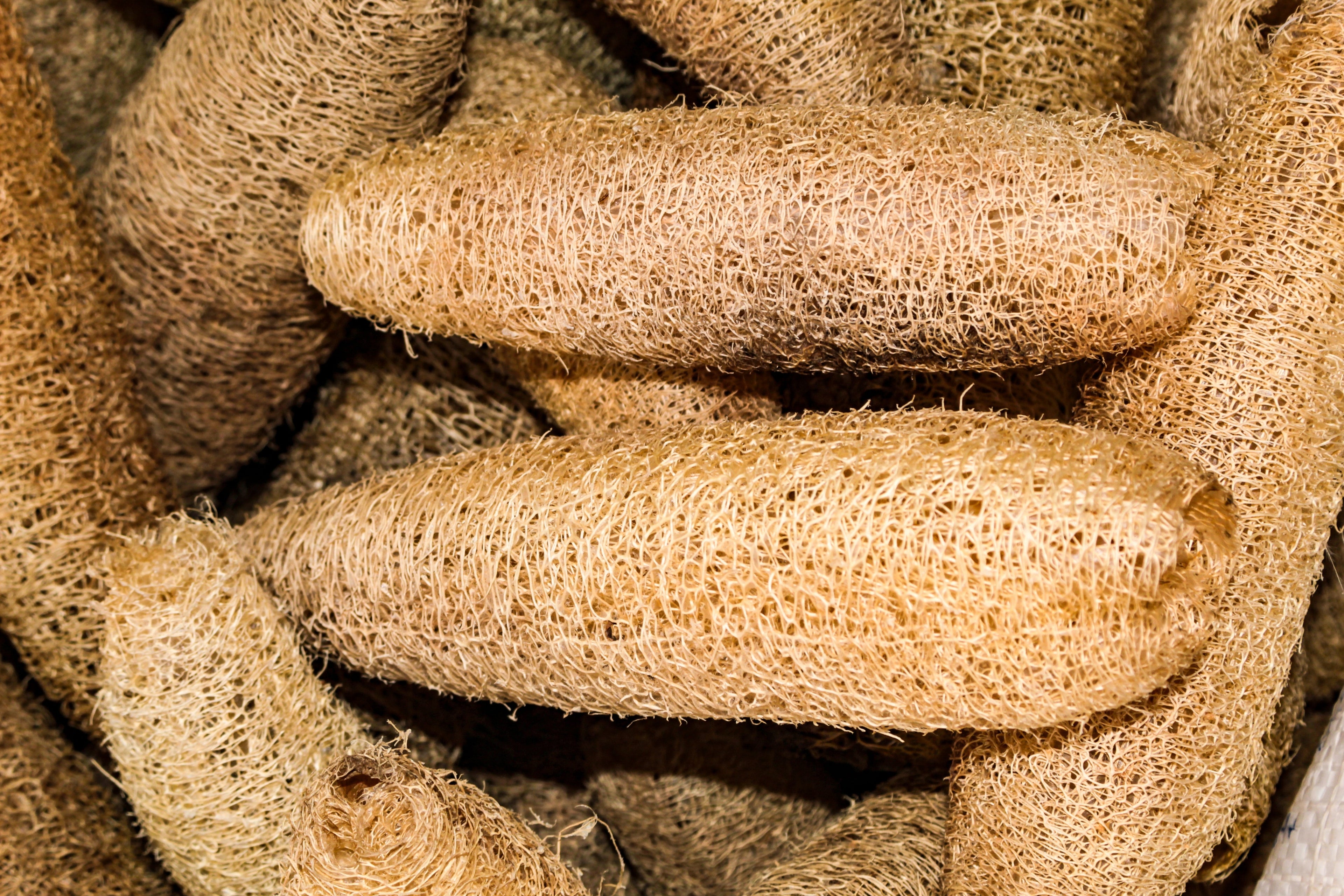 25 LUFFA SPONGE GOURD (Vegetable Sponge / Smooth Luffa / Sponge Loofa / Climbing Okra / Dishrag Gourd) Luffa Cylindrica Vine Seeds