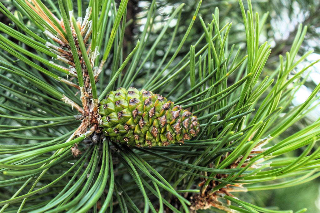 Pin Shrib 25 MUGO PINE Dwarf Evergreen Pinus Pumilio Shrub Seeds – Nate's Garden ...