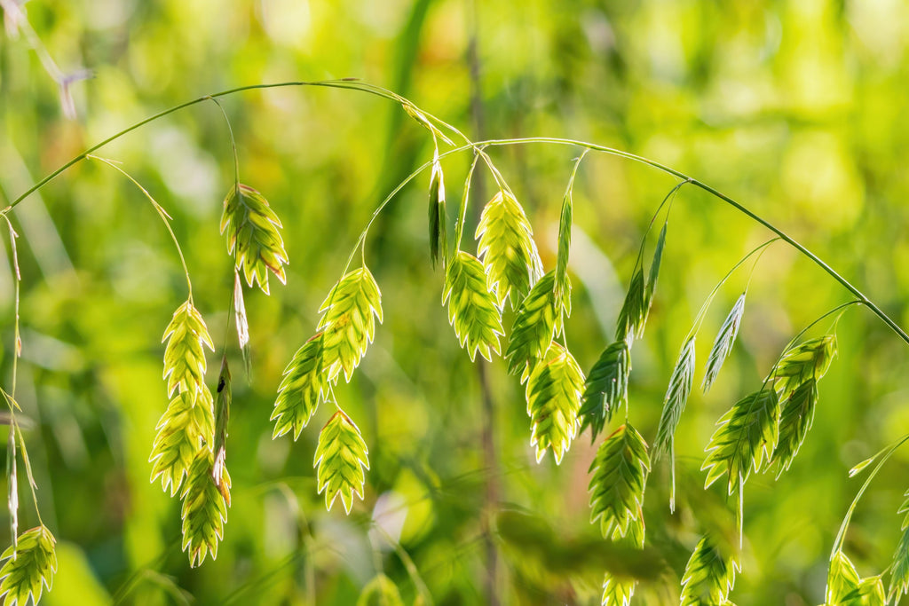 100 NORTHERN SEA OATS Grass Inland Chasmanthium Latifolium Seeds