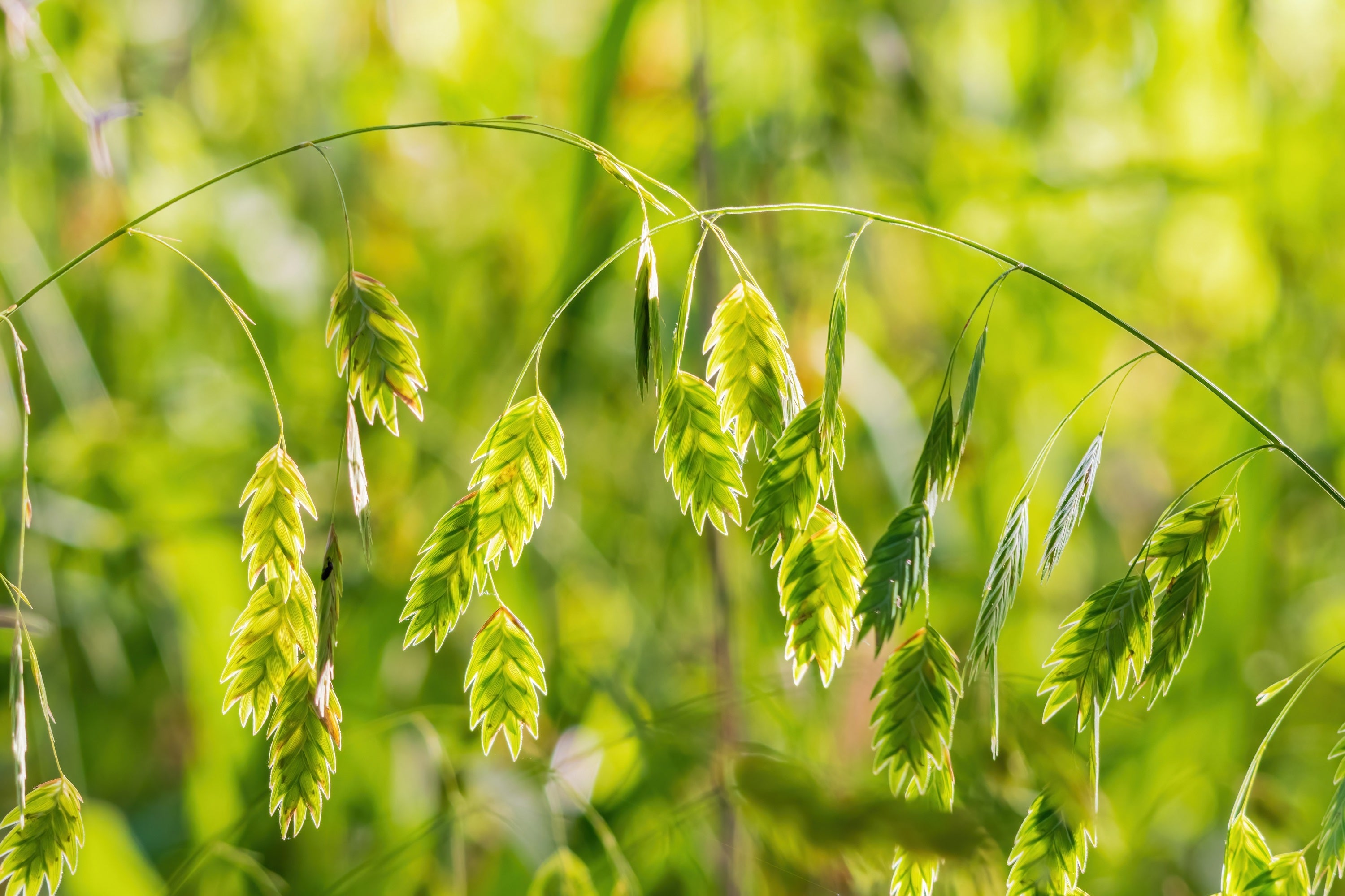 100 NORTHERN SEA OATS Grass Inland Chasmanthium Latifolium Seeds