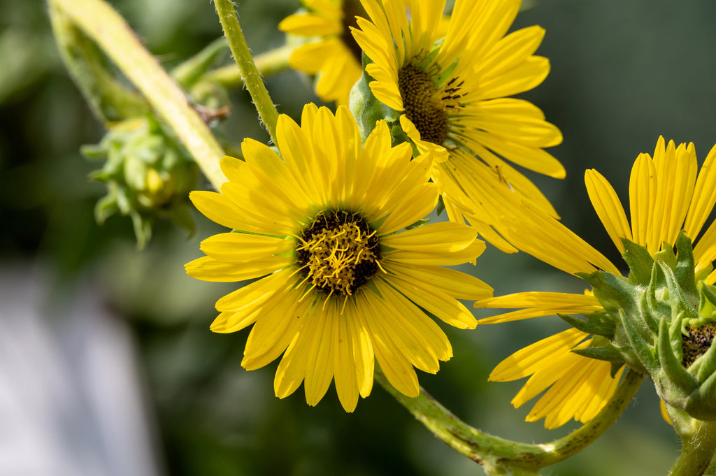 10 Yellow COMPASS PLANT Silphium Laciniatum Prairie Compassplant 4" Flower Seeds