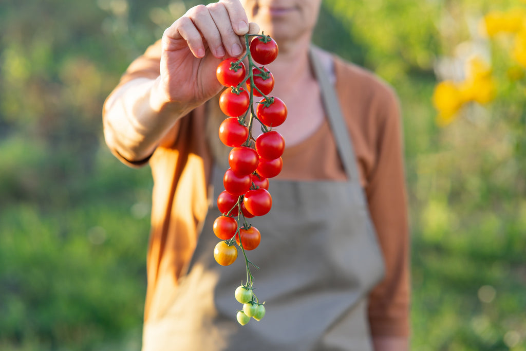100 Red SWEETIE CHERRY TOMATO Super Sweet 1" Lycopersicon Fruit Vegetable Seeds