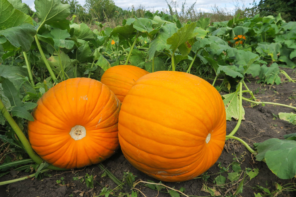25 BIG MAX PUMPKIN Cucurbita Maxima Vegetable Seeds (Grow 100 pound pumpkins!)