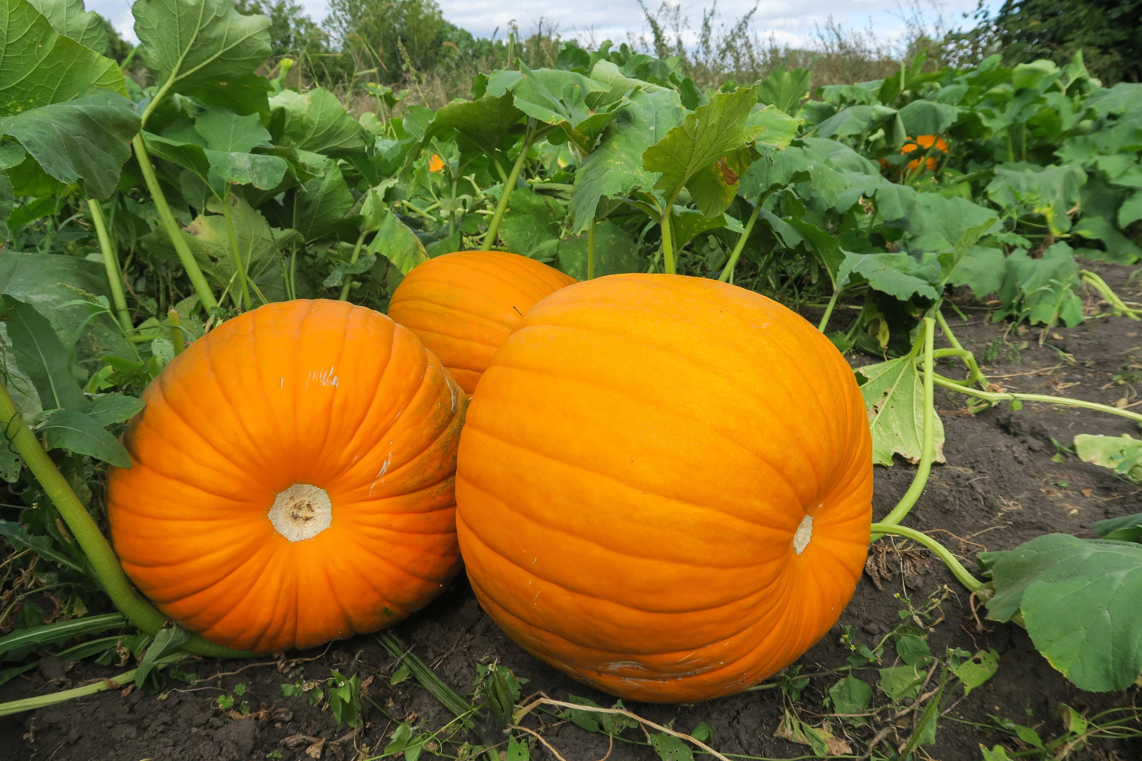 25 BIG MAX PUMPKIN Cucurbita Maxima Vegetable Seeds (Grow 100 pound pumpkins!)
