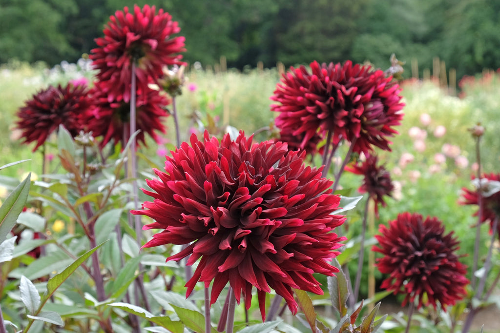 25 CACTUS DOUBLE DAHLIA Mix Variabilis Mixed Colors Hummingbird Flower Seeds