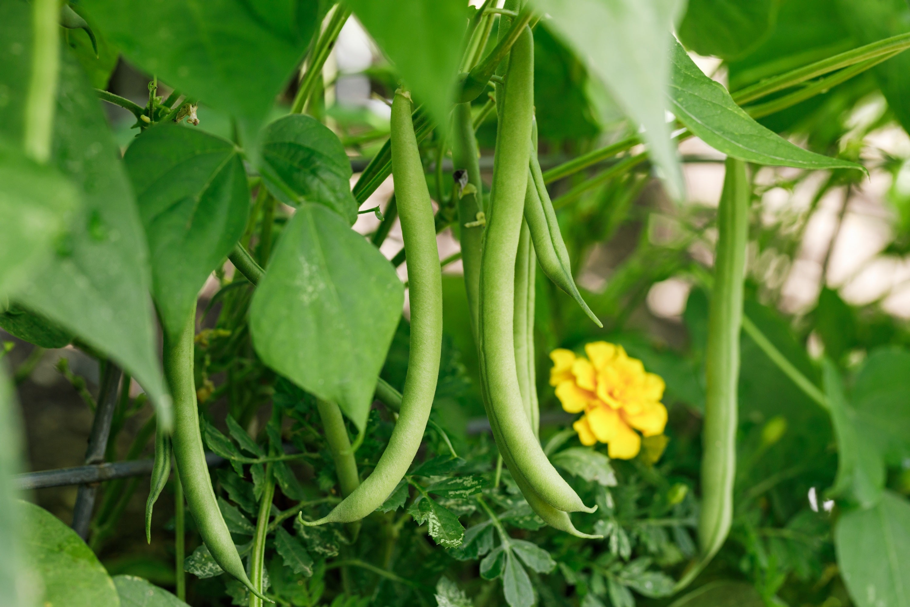 40 GREEN BEAN PROVIDER Phaseolus Vulgaris Vegetable Seeds