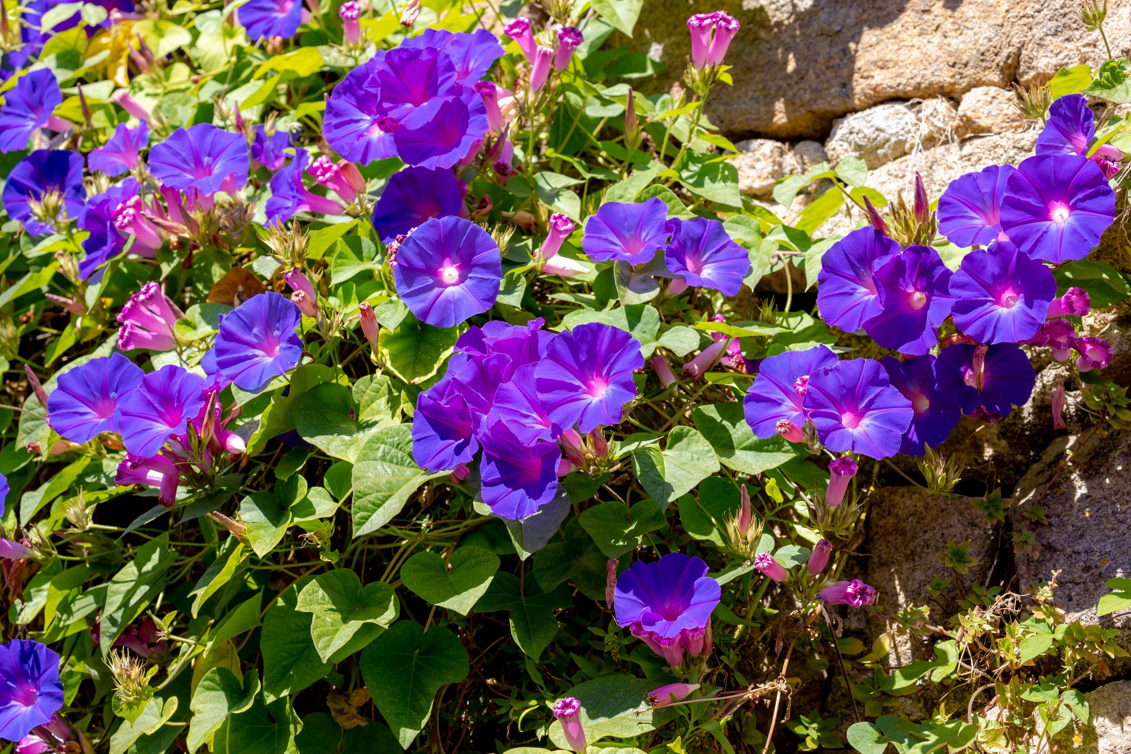 100 PURPLE MORNING GLORY Ipomoea Nil Flower Vine Seeds