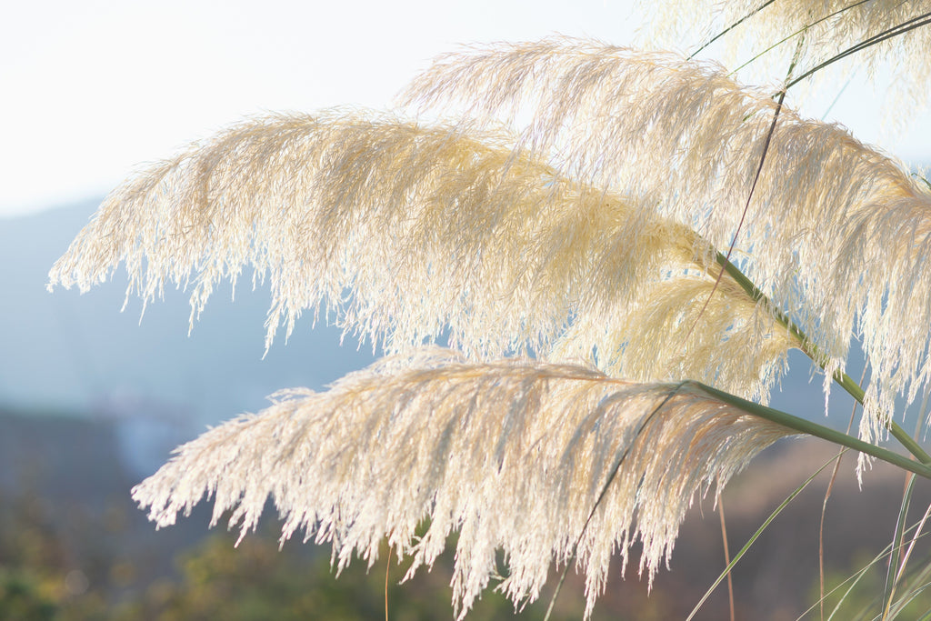 200 WHITE PAMPAS GRASS Cortaderia Selloana Ornamental Flower Seeds