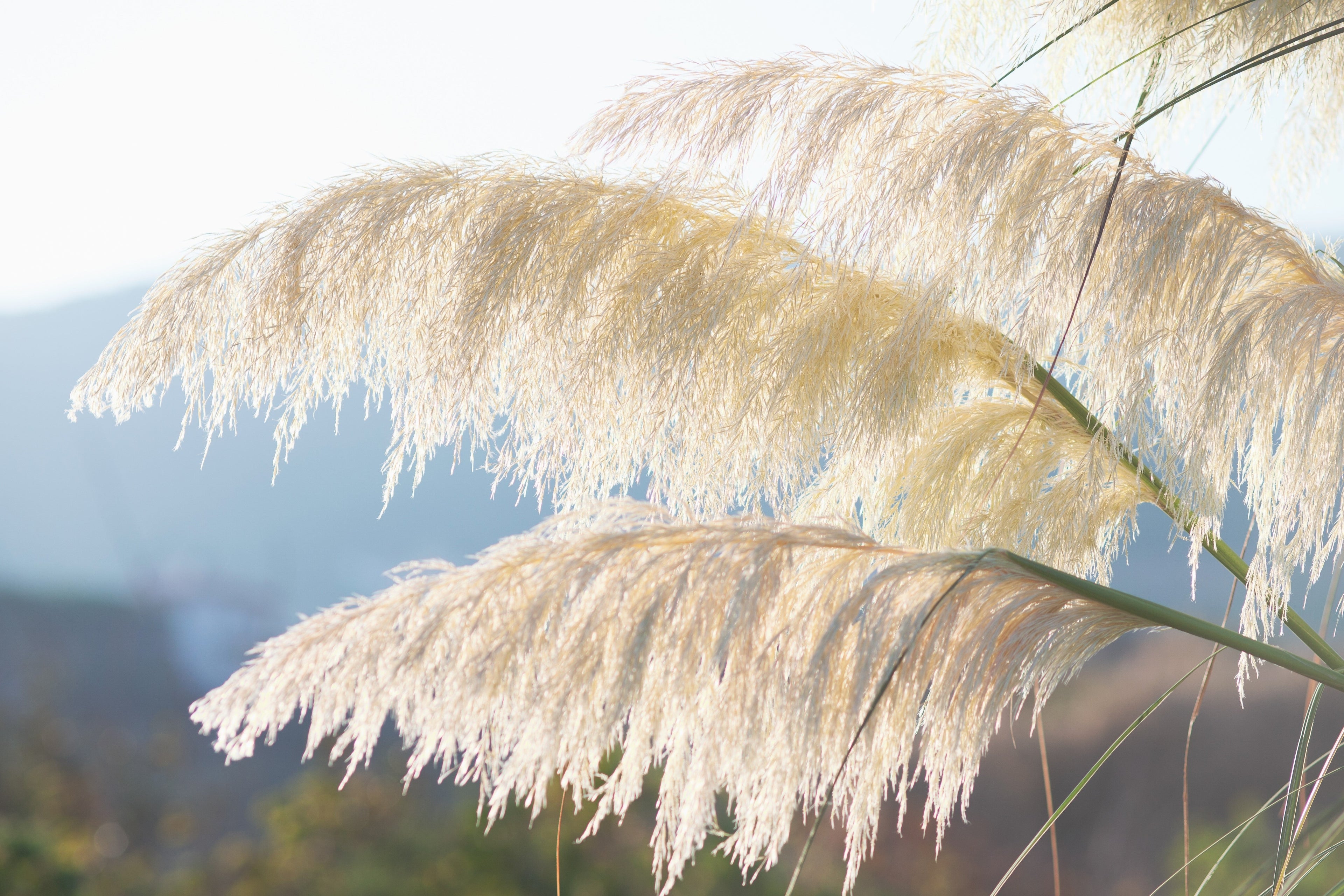 200 WHITE PAMPAS GRASS Cortaderia Selloana Ornamental Flower Seeds