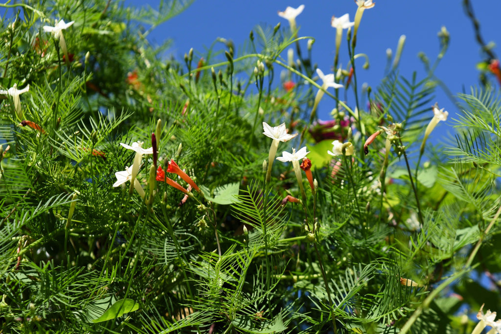50 CYPRESS VINE MIX Ipomoea Quamoclit Convolvulus Hummingbird Star Morning Glory Cardinal Creeper Flower Seeds - Mixed Colors Red Pink White
