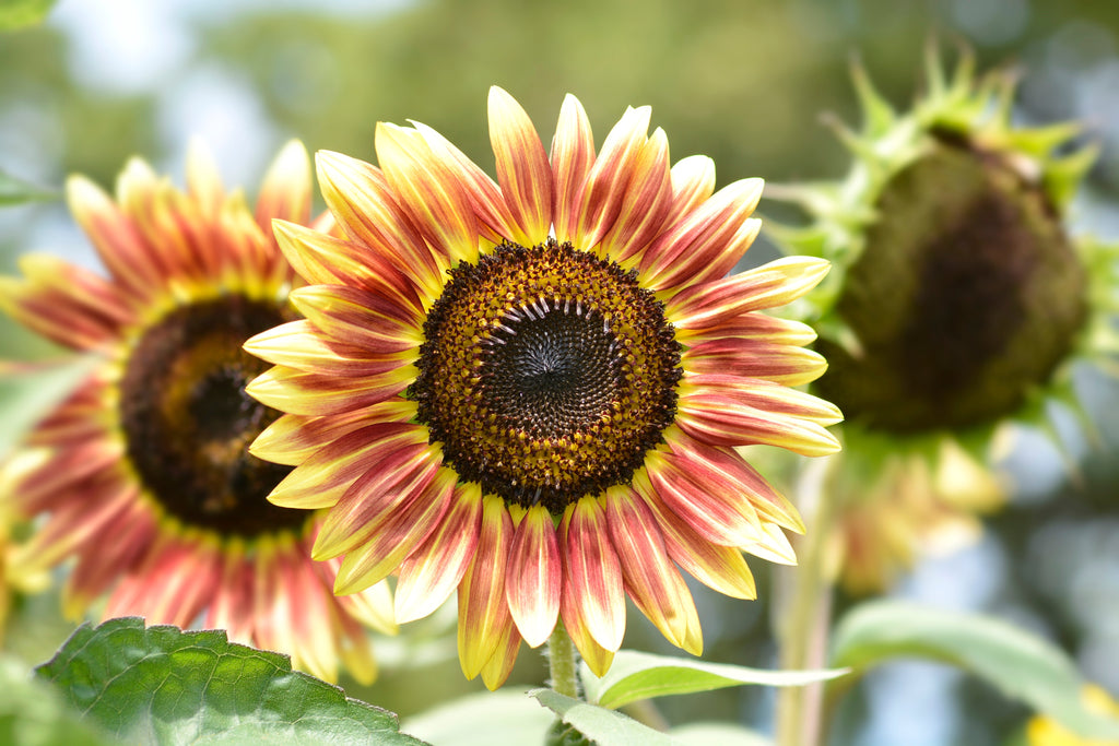 100 AUTUMN BEAUTY SUNFLOWER Helianthus Annuus Flower Seeds