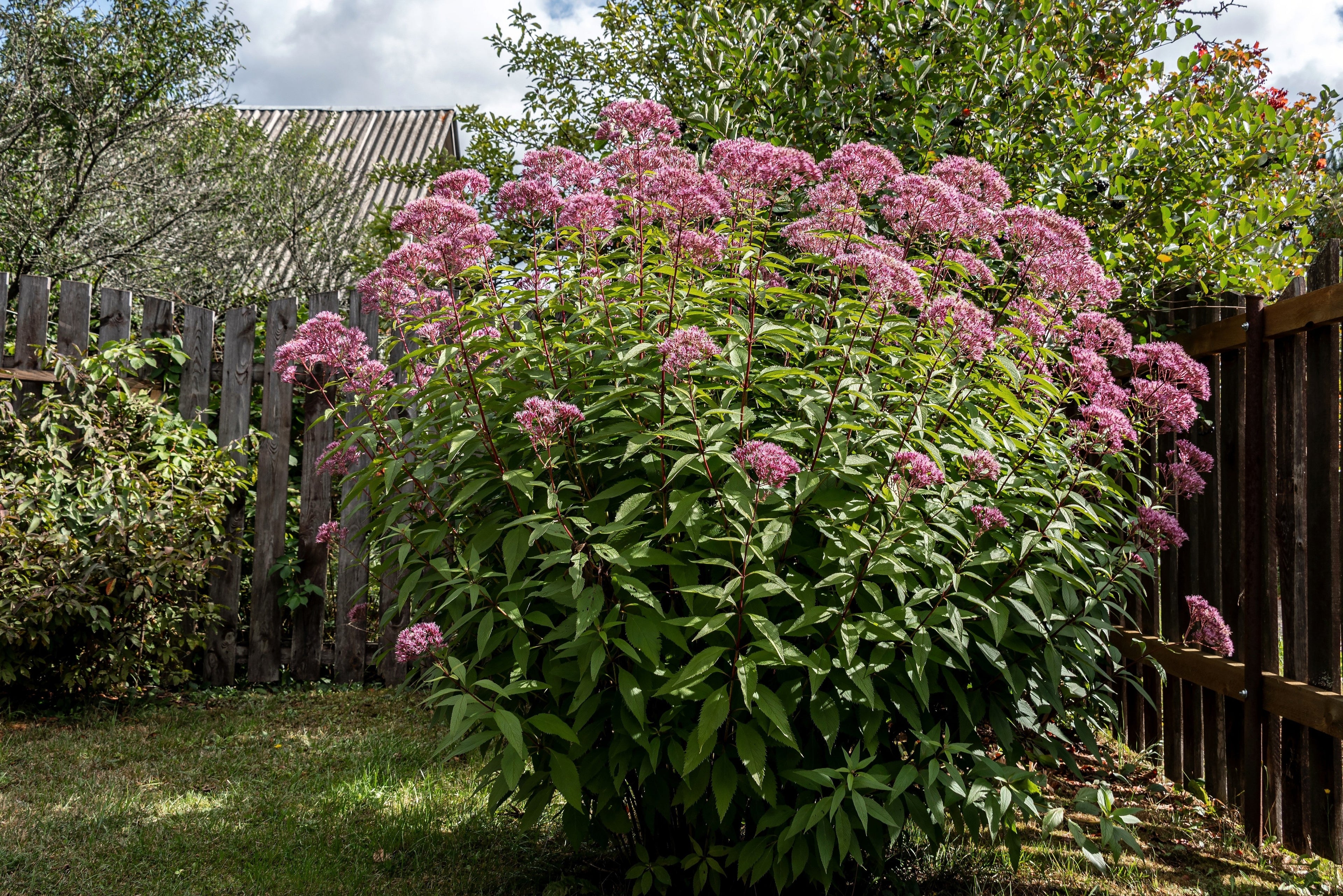 50 Pink JOE PYE WEED Eupatorium Maculatum Flower Seeds