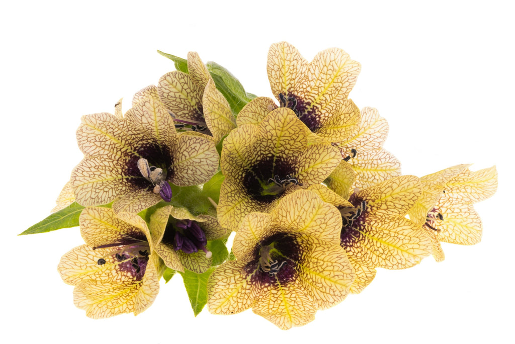200 Black HENBANE Nightshade Hyoscyamus Niger Flower Seeds