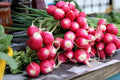 500 SPARKLER WHITE Tip RADISH Sweet European Red Raphanus Sativus Vegetable Seed
