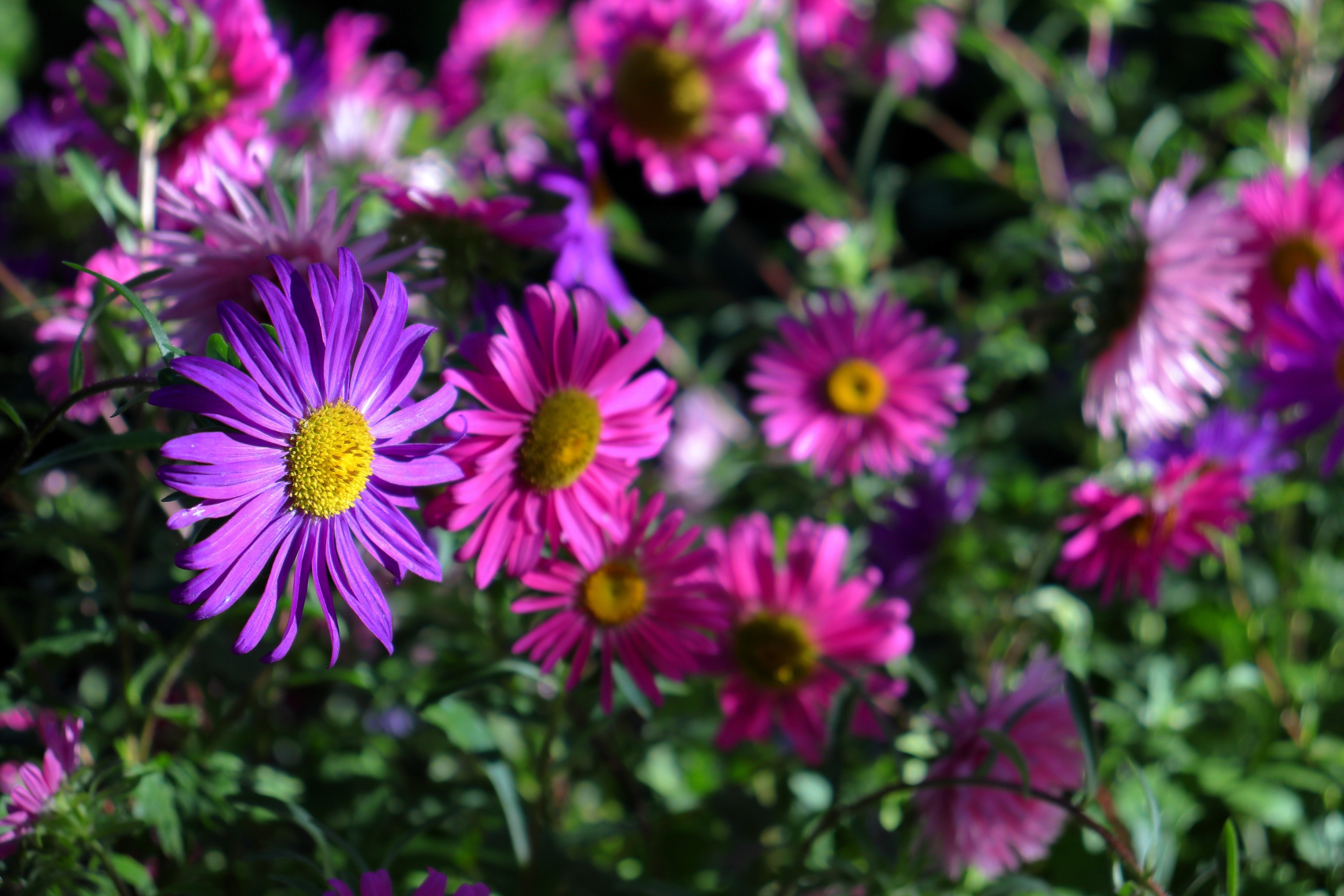 250 MIXED Colors CHINA ASTER Callistephus Chinensis Flower Seeds