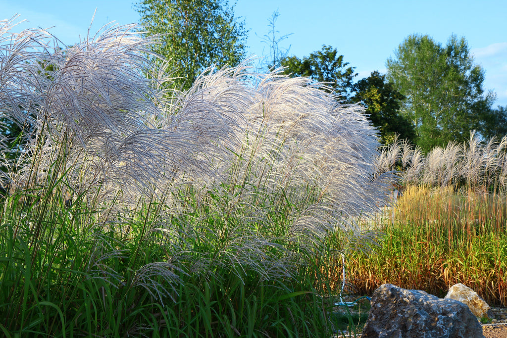10 SILVER MAIDEN GRASS Miscanthus Sinensis Japanese Pampas Perennial Flower Seeds