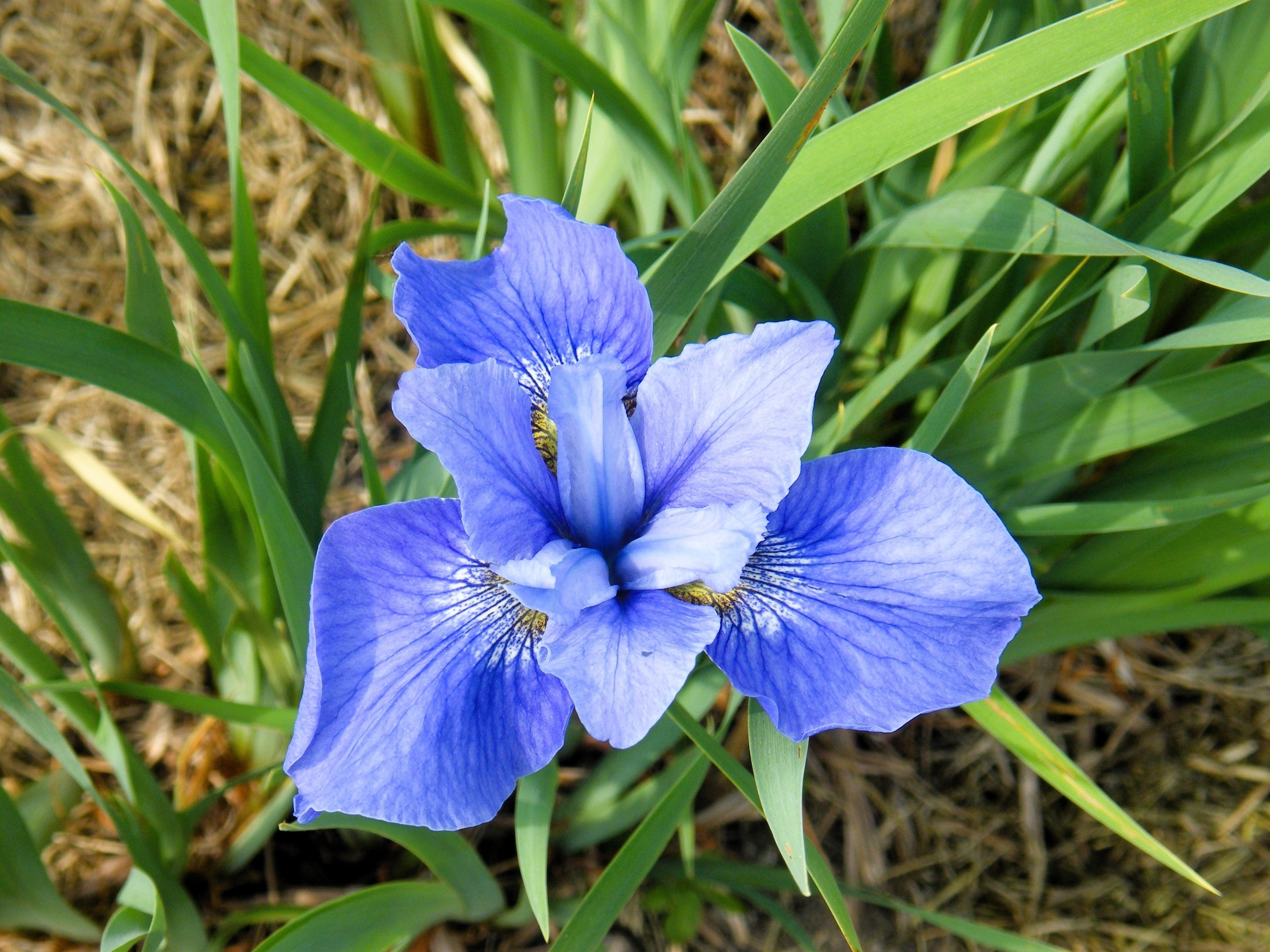 20 MIXED SIBERIAN IRIS Sibirica Iris Bicolor Blue Red White Yellow Purple Siberian Flag Flower Seeds