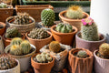 50 CACTUS MIX 'Finest Mixed' Succulent Flower Plant Seeds